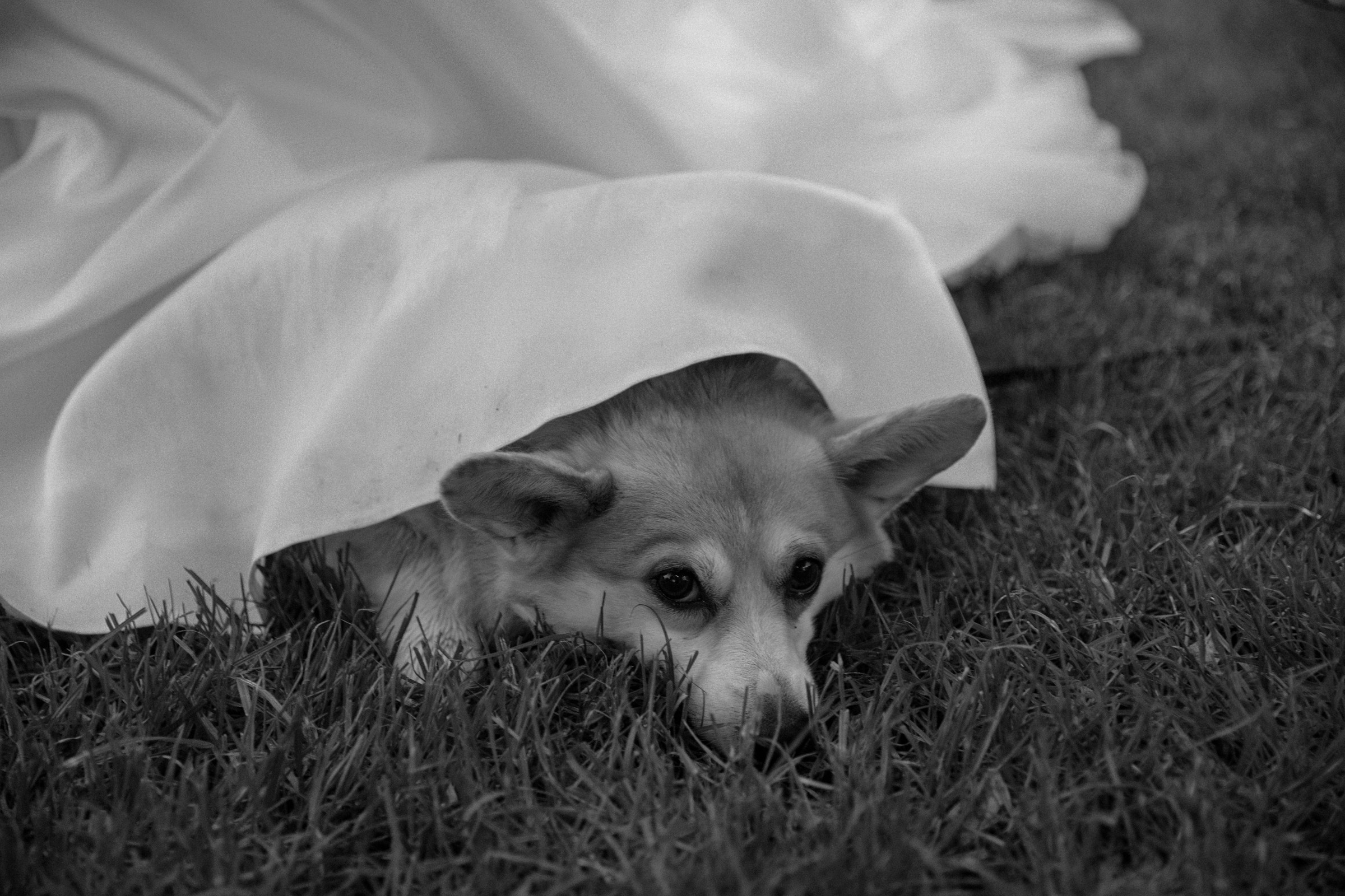 Свадьба пес и котики. Dima Lemeshevsky