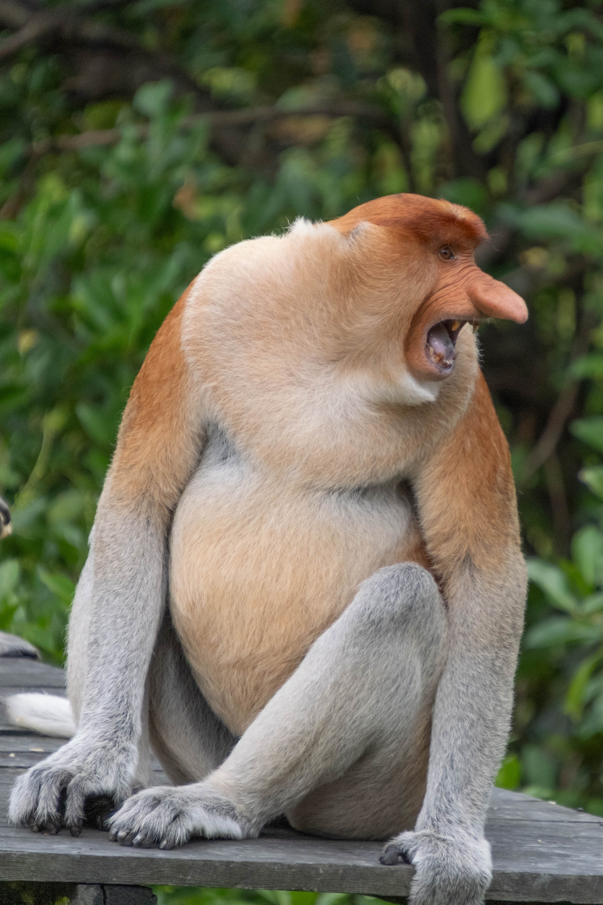 О. Борнео, г. Сандакан. В мире животных. Фотографии из путешествий