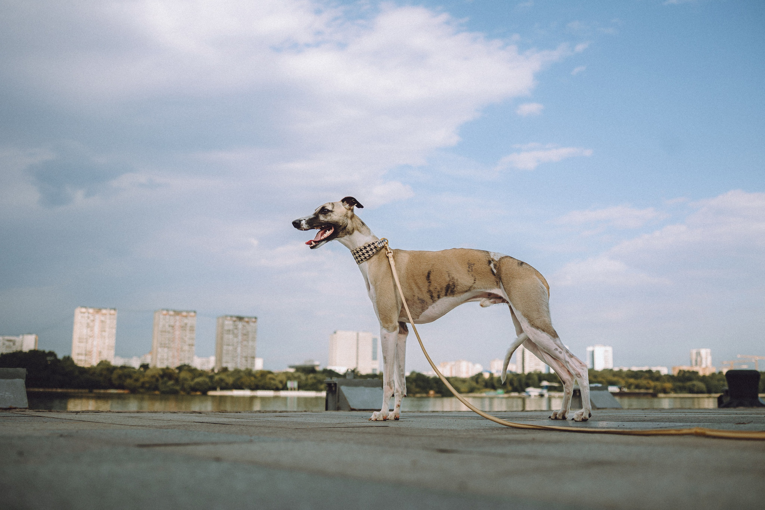 Ирина, Илья и Рик