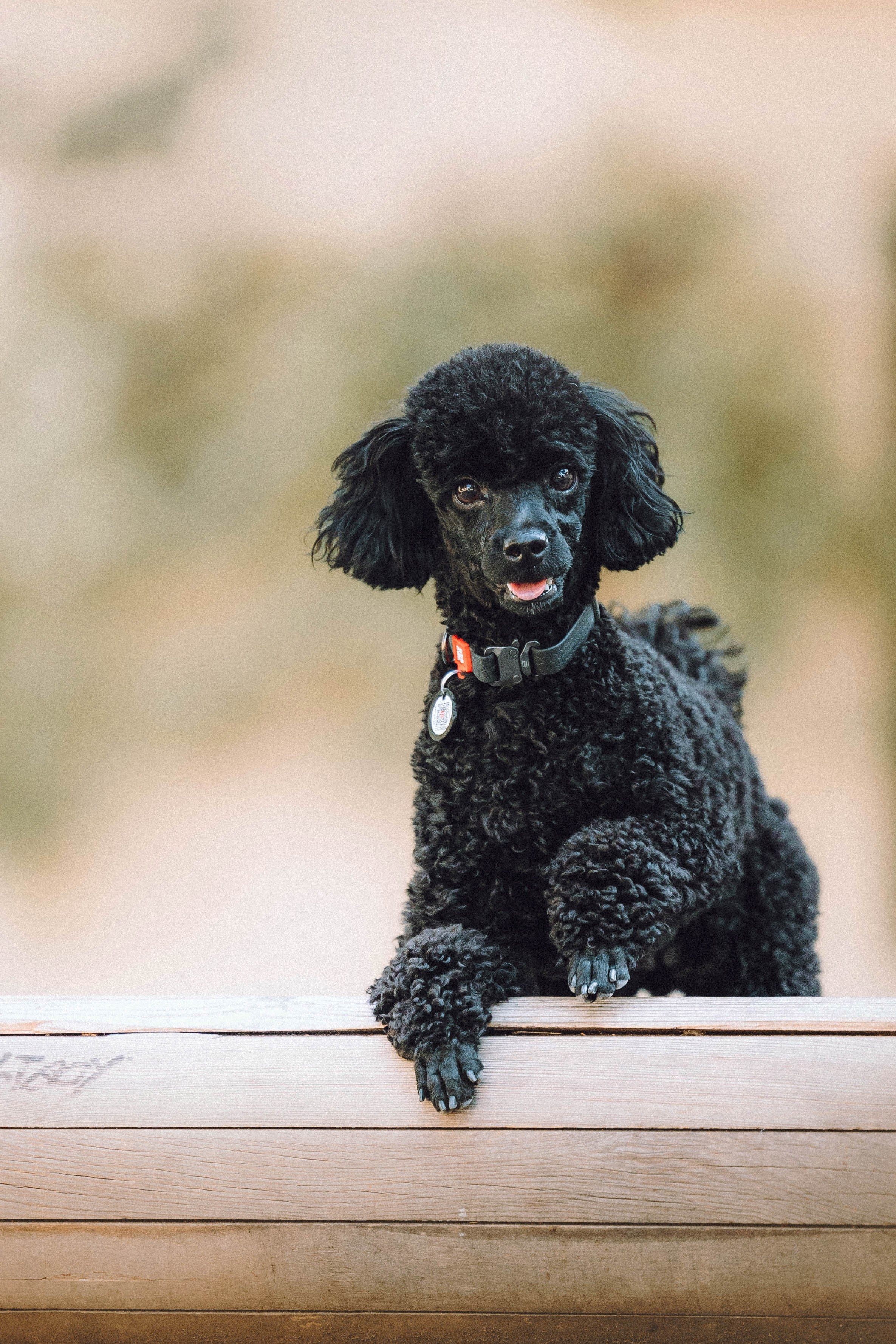 Игнат, Даша и Бэтти