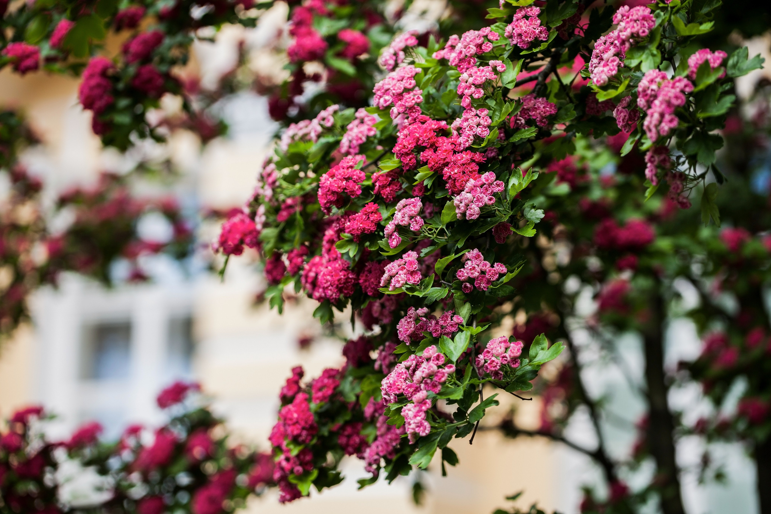 Санкт Петербург — летом и осенью. Семейный и предметный фотограф Мария Львова Санкт-Петербург flitphoto