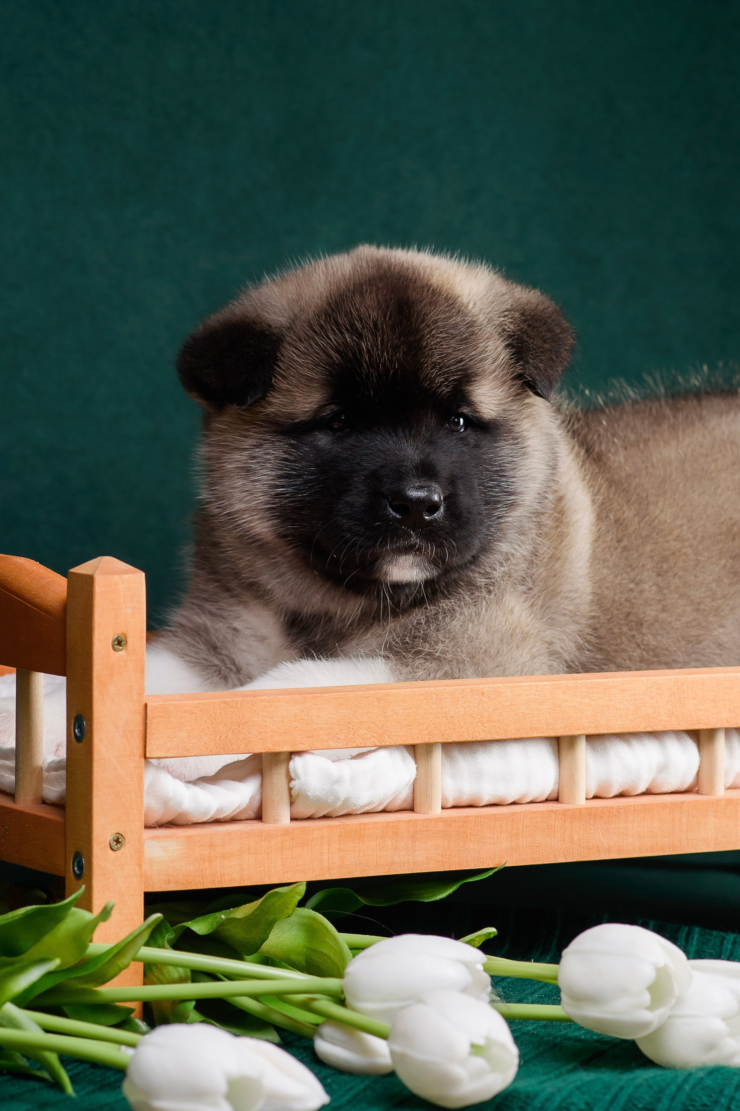 Щенки Американской Акиты. Фотограф — Анималист | Анна Абрамова