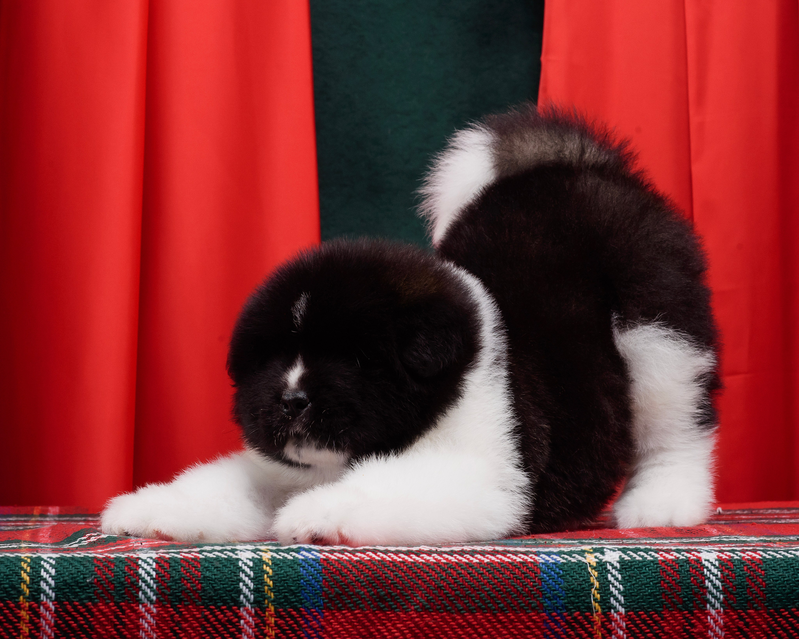 Щенки Американской Акиты. Фотограф — Анималист | Анна Абрамова