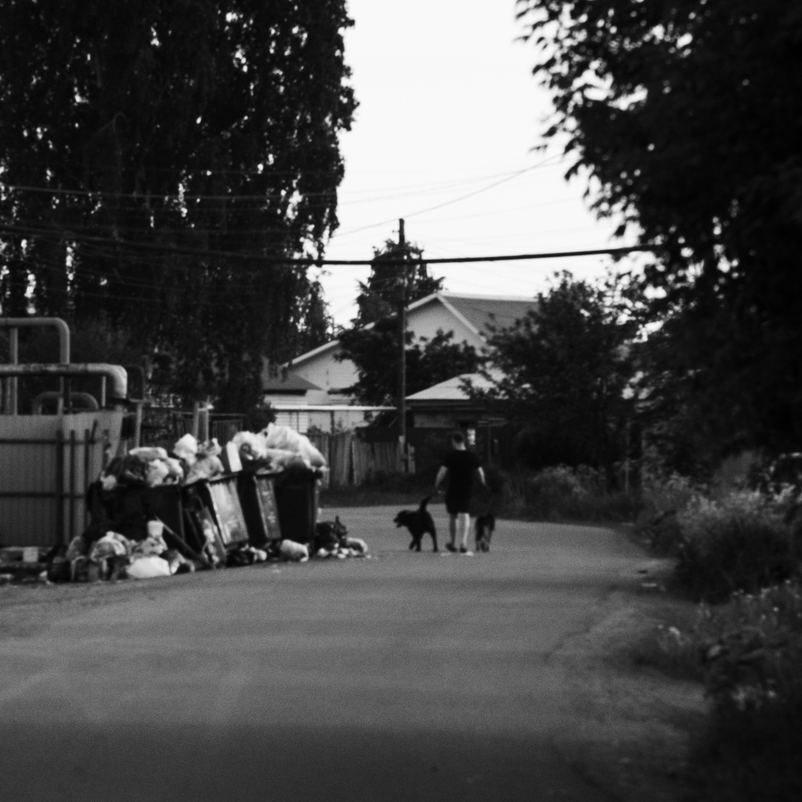 Natural Noir. Whoii art