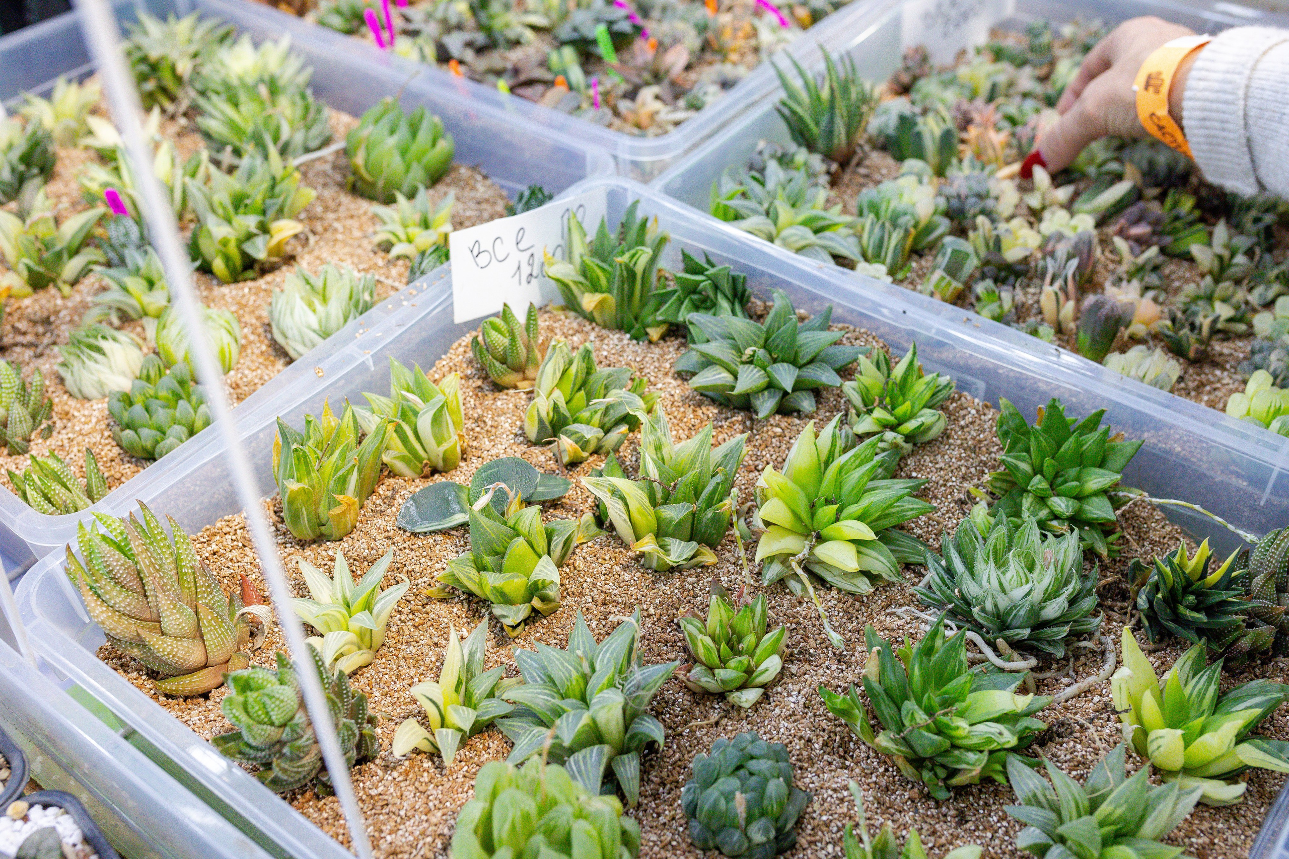 Кактус Фест. Александра Куликова фотограф, Москва