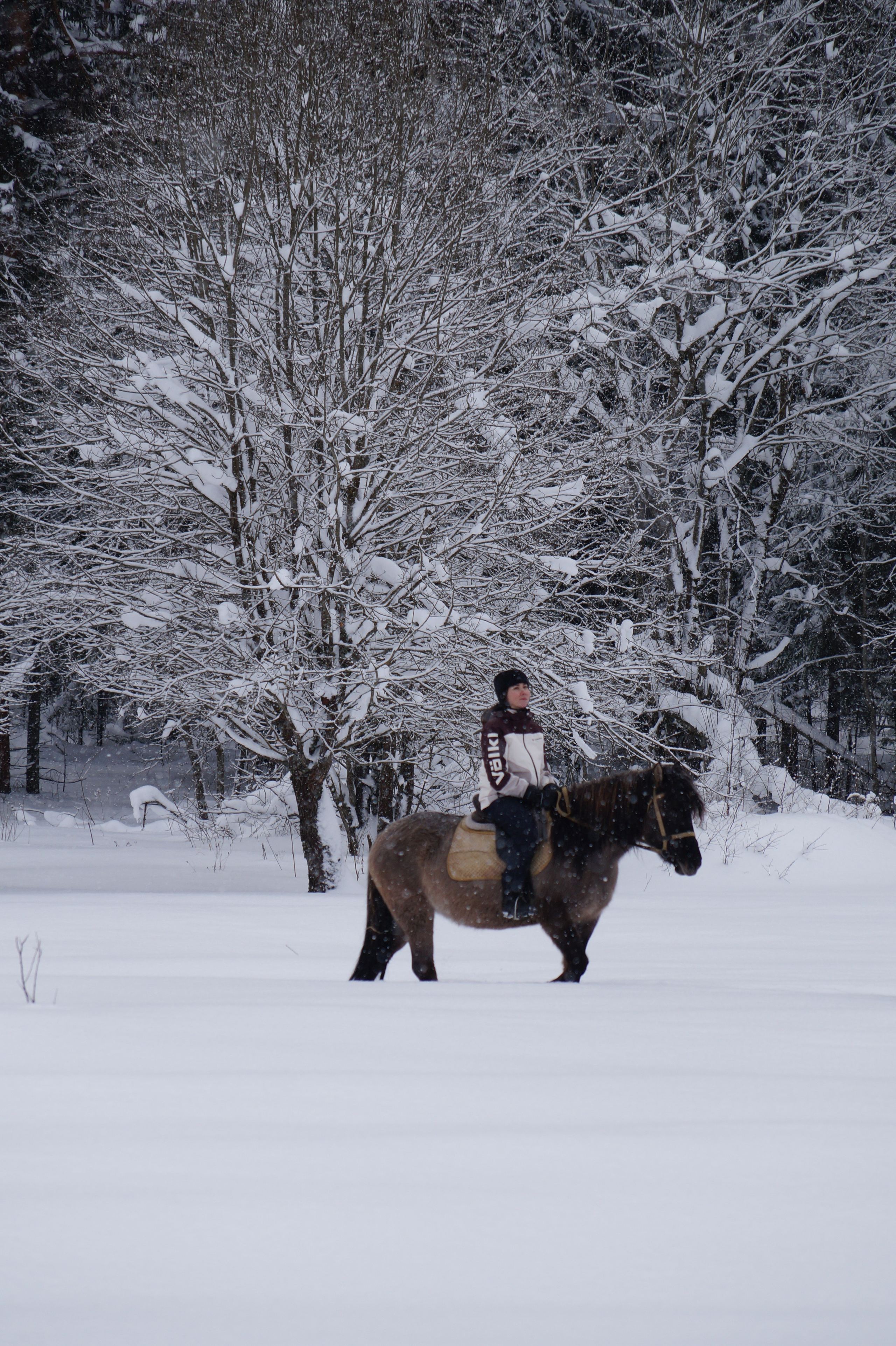 Лошадинг | 11.01.2026. Галерея Фантим