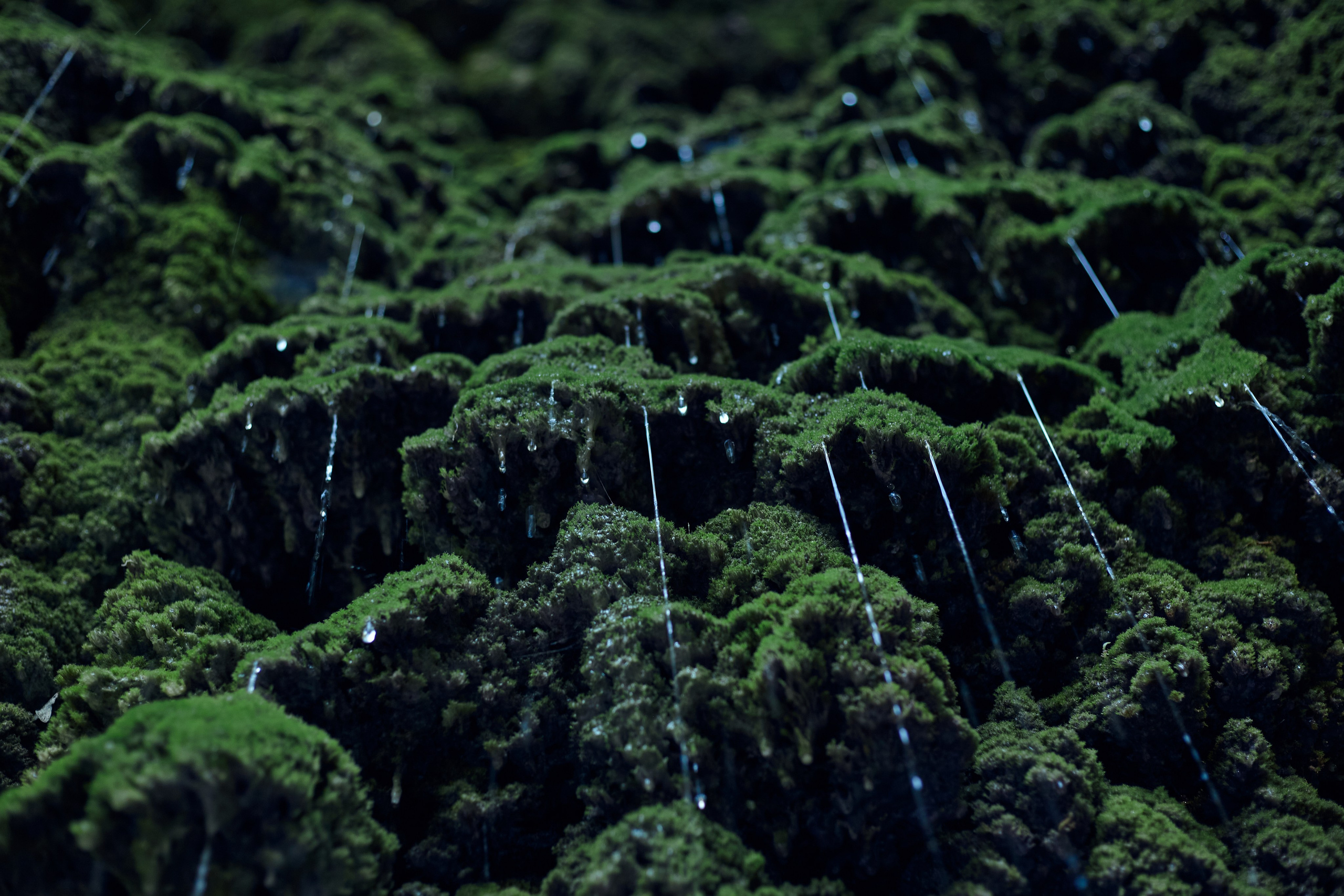 Интерьерные картины. Ангелина Журавлева Фотограф в Москве