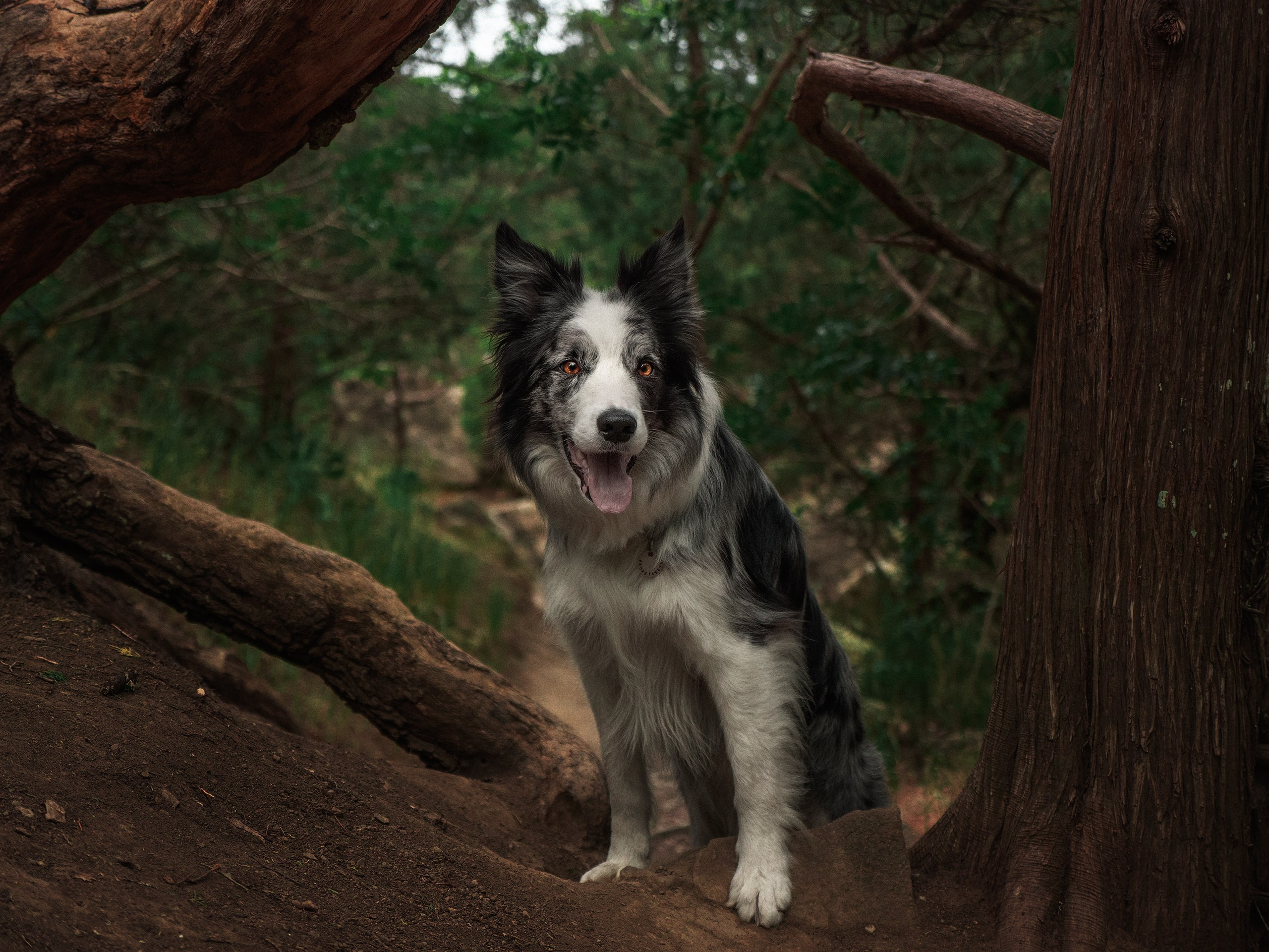 Крым. Фотограф анималист Никита Натальный