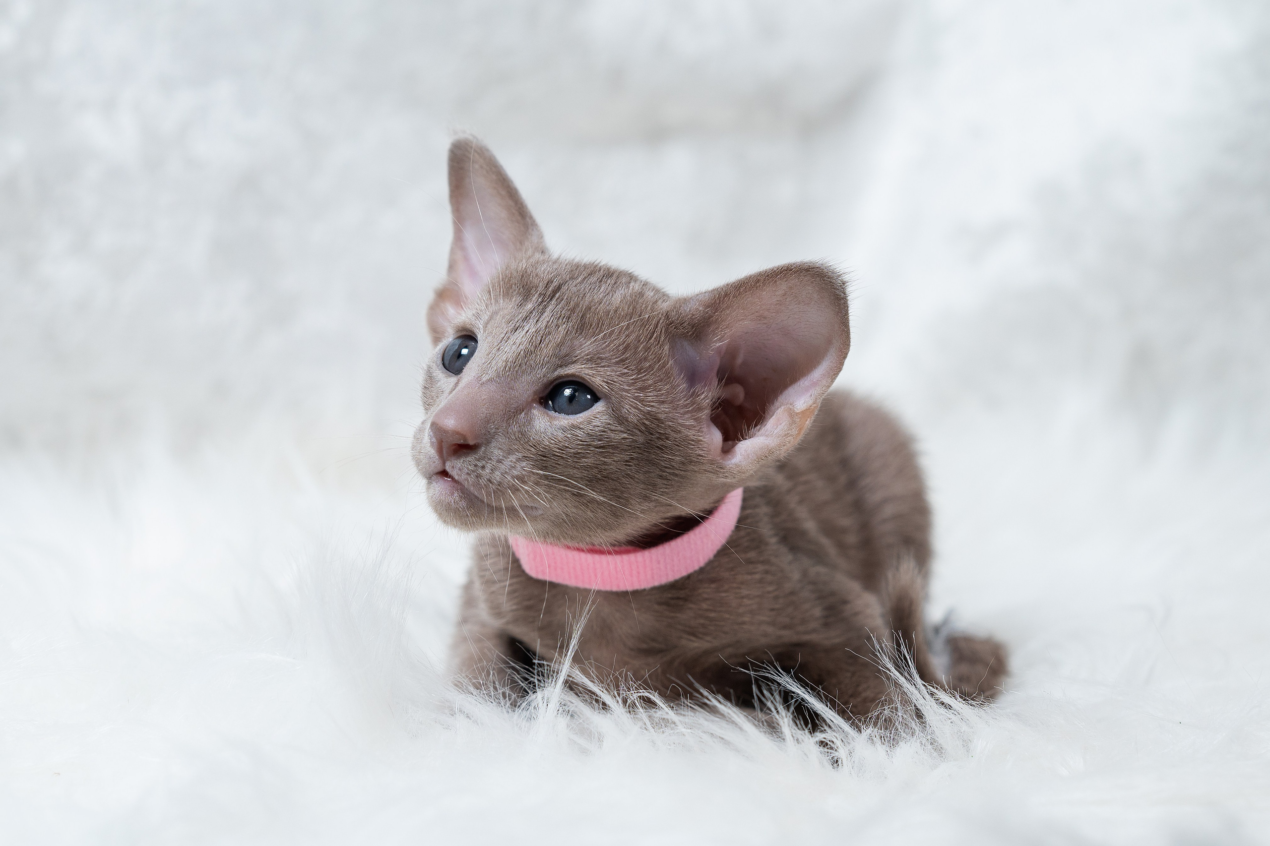 Заводчик Юлия Панова. Творческий фотограф Вологда