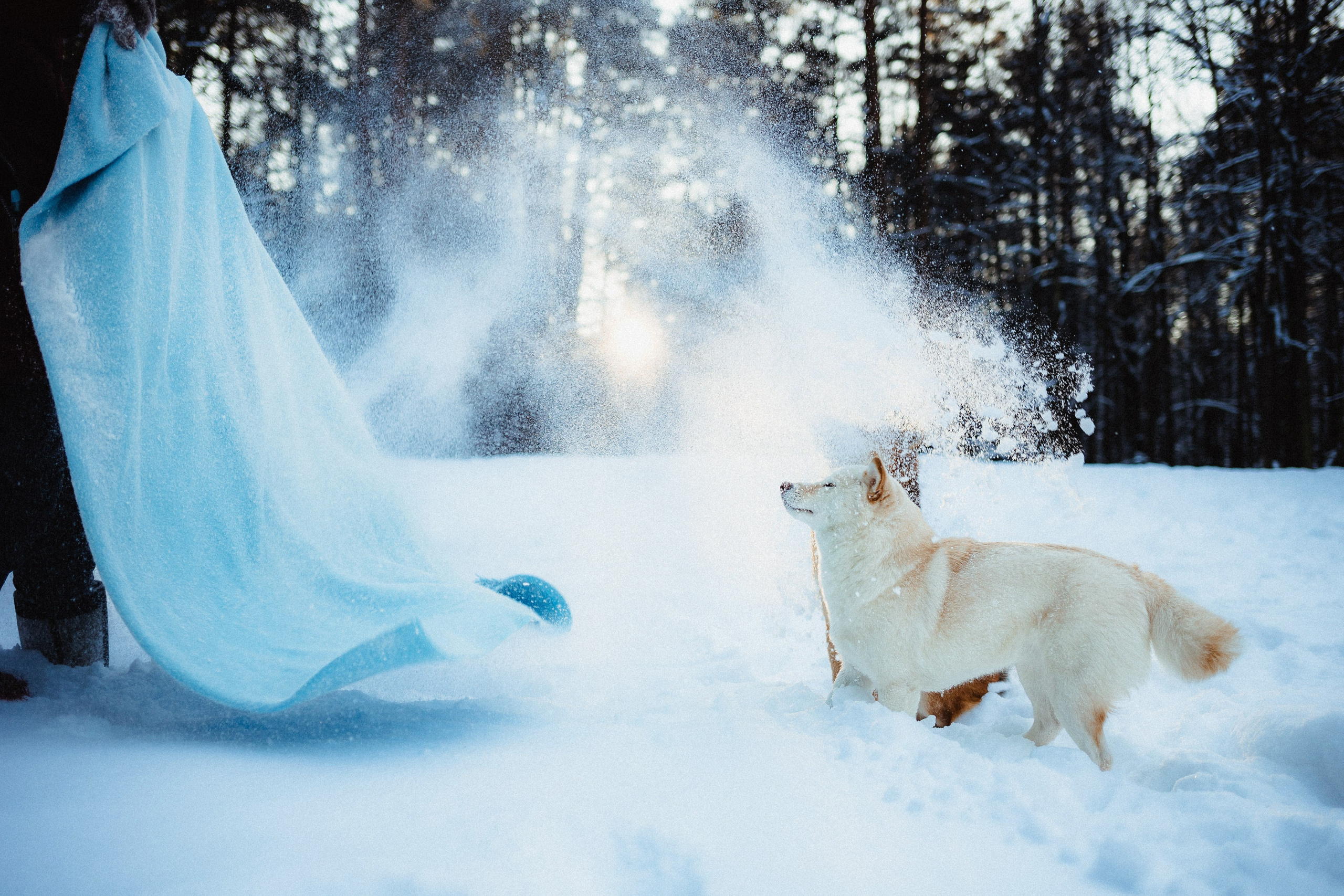 Шед, Цири и Ира