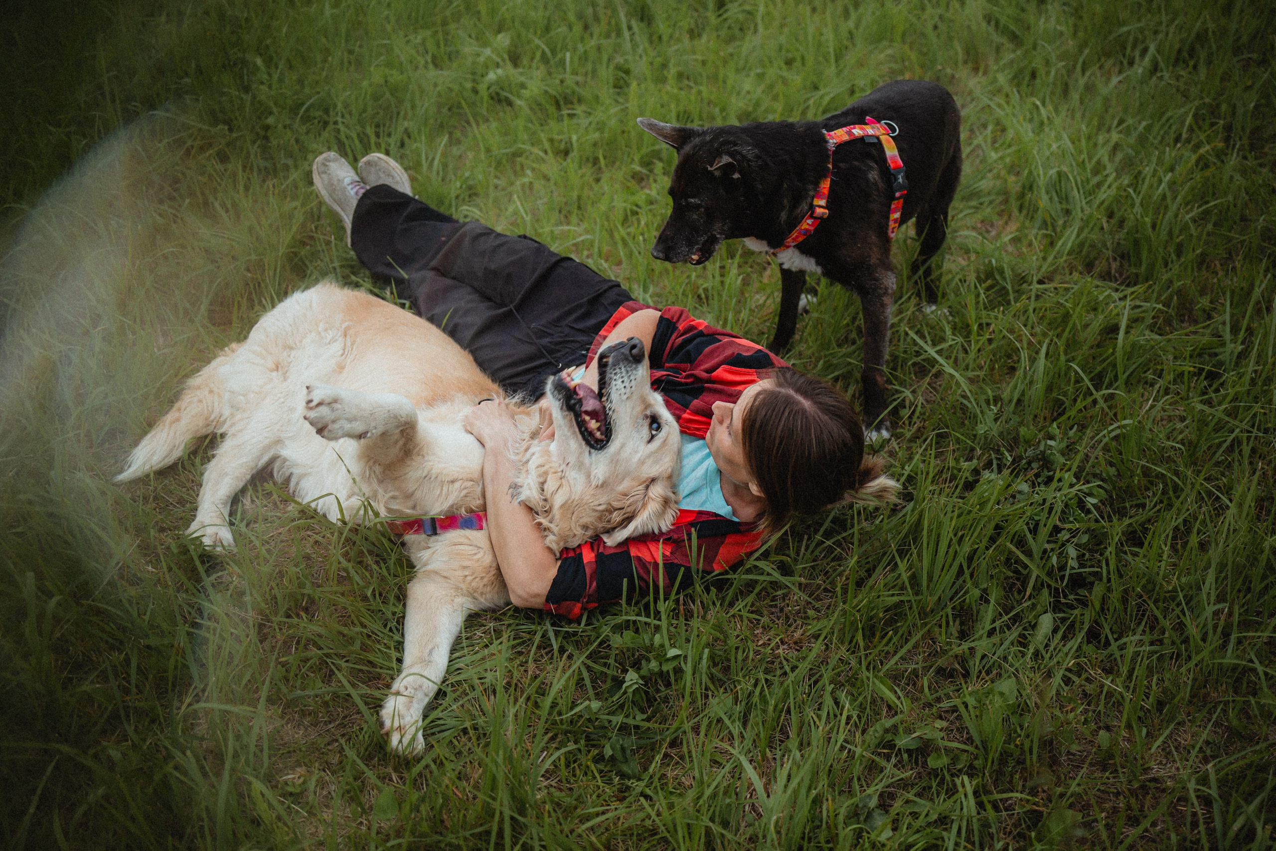 Выездной дог-тренинг от школы «Шерсть имею»