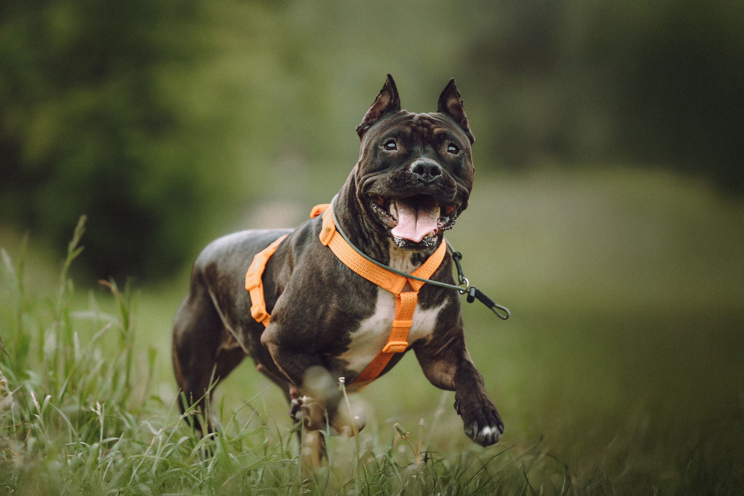 Паша, Хайди и Тея