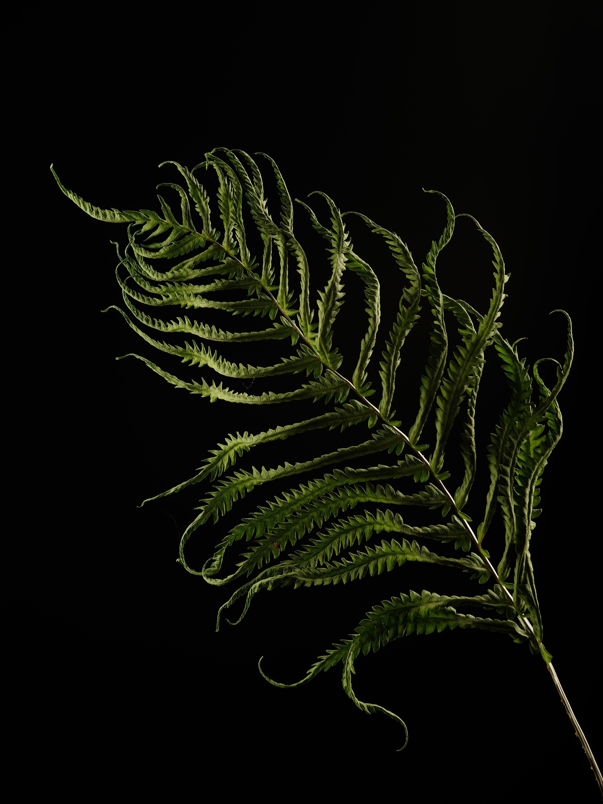 ANOTHER FORM. LUMEN DUO Art photography for interiors