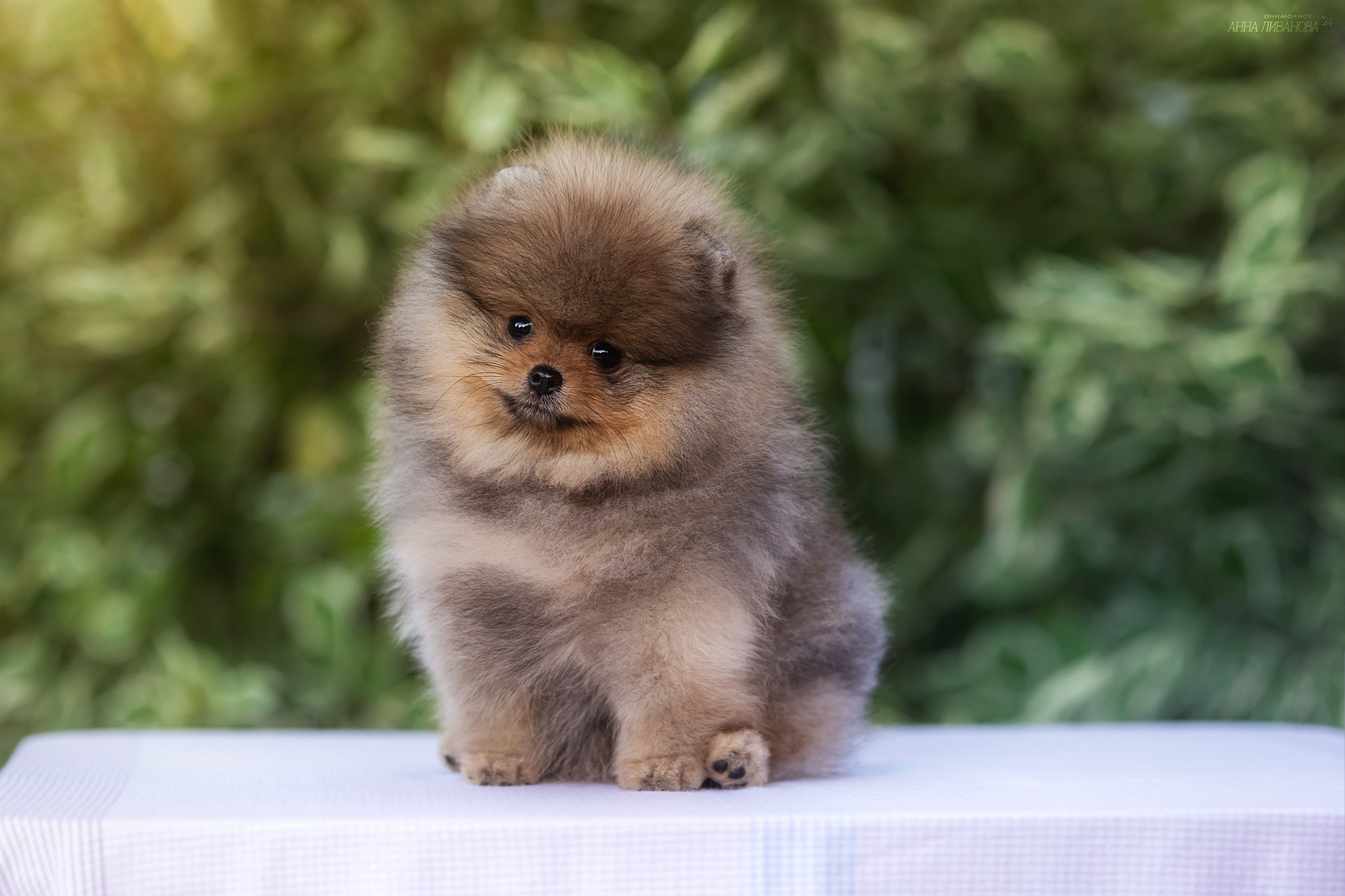 Шпицулики. Фотограф анималист Аня Ливанова | Рыбинск