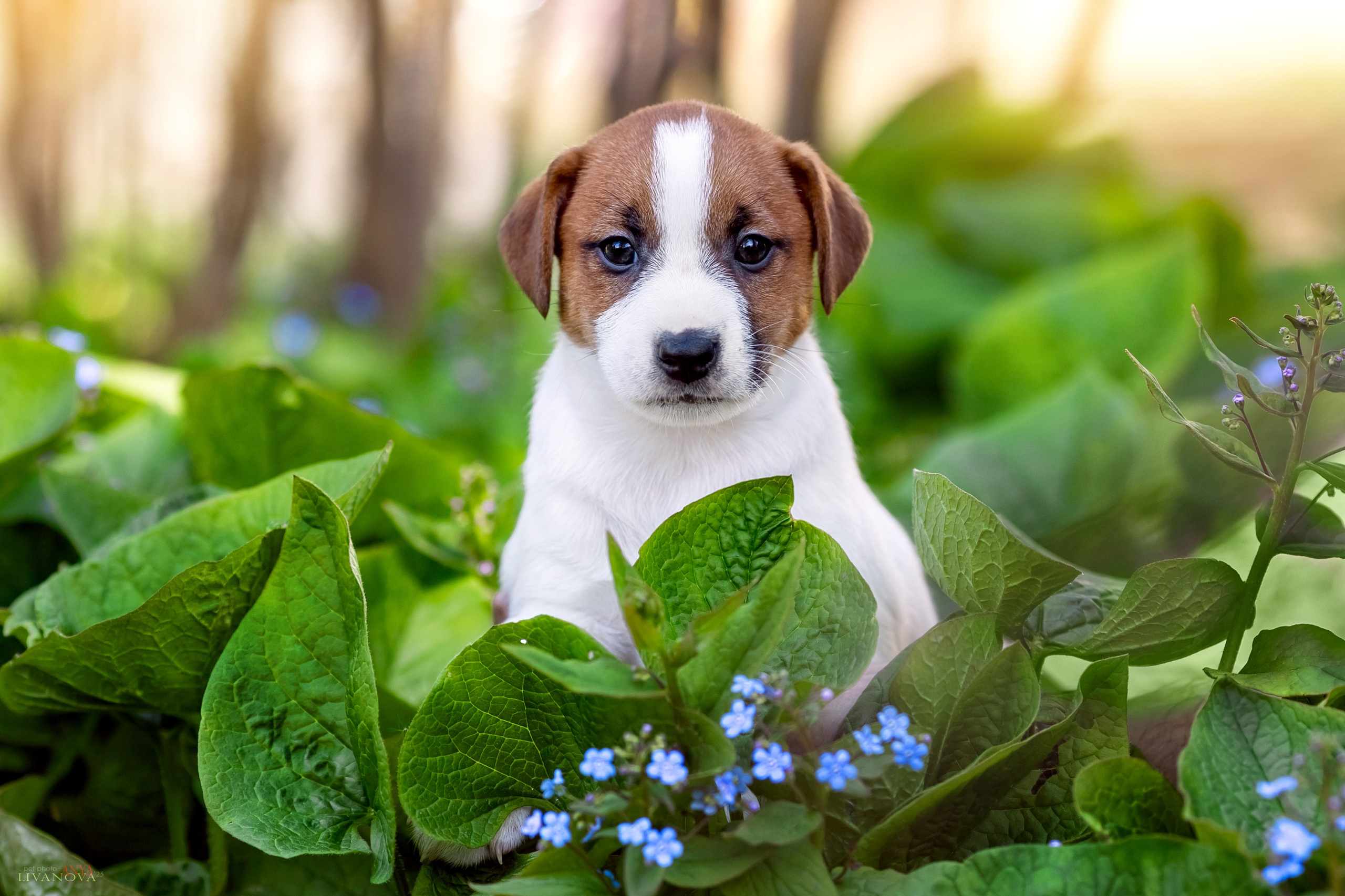 ДРТ. Фотограф анималист Аня Ливанова | Рыбинск