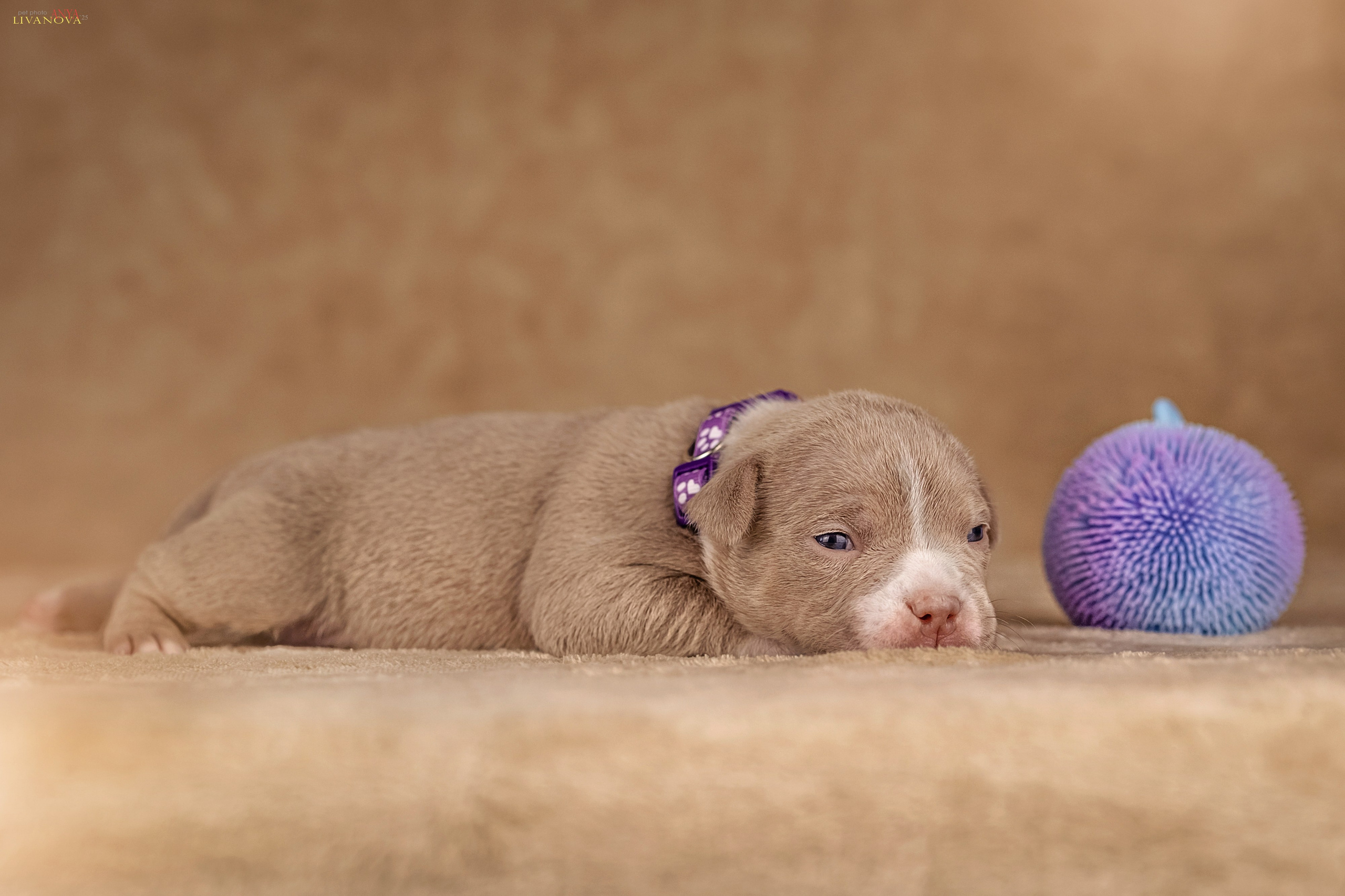 Амбулли. Фотограф анималист Аня Ливанова | Рыбинск