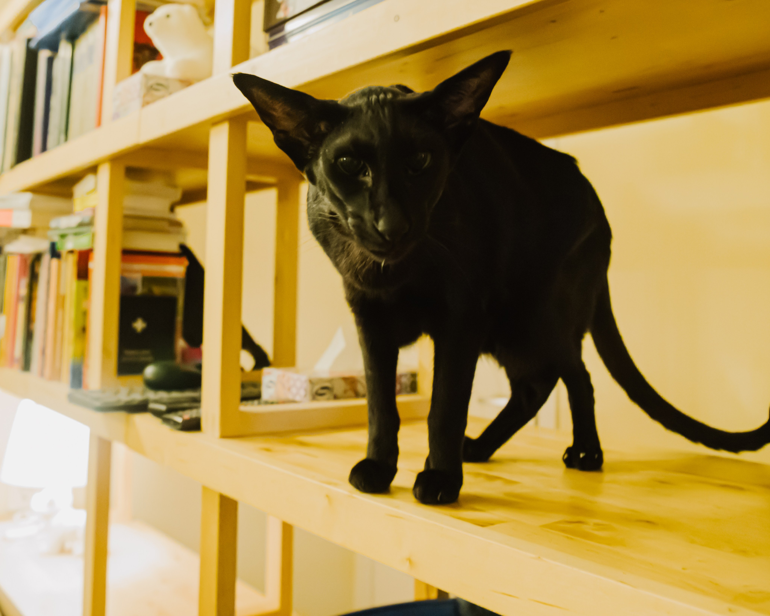 Гилдин. Портретный фотограф Ванинен Анастасия. Санкт-Петербург