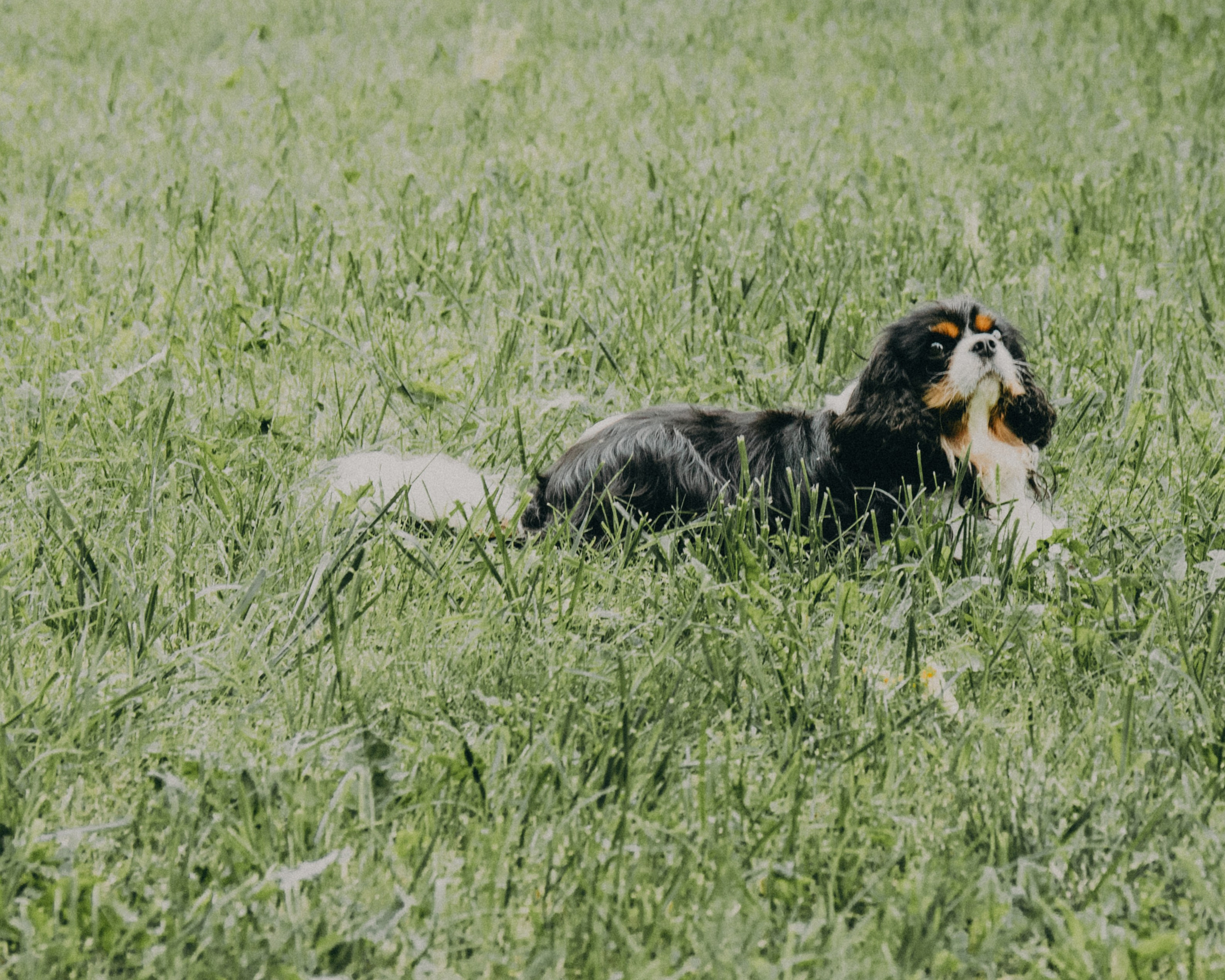Гилдин. Портретный фотограф Ванинен Анастасия. Санкт-Петербург