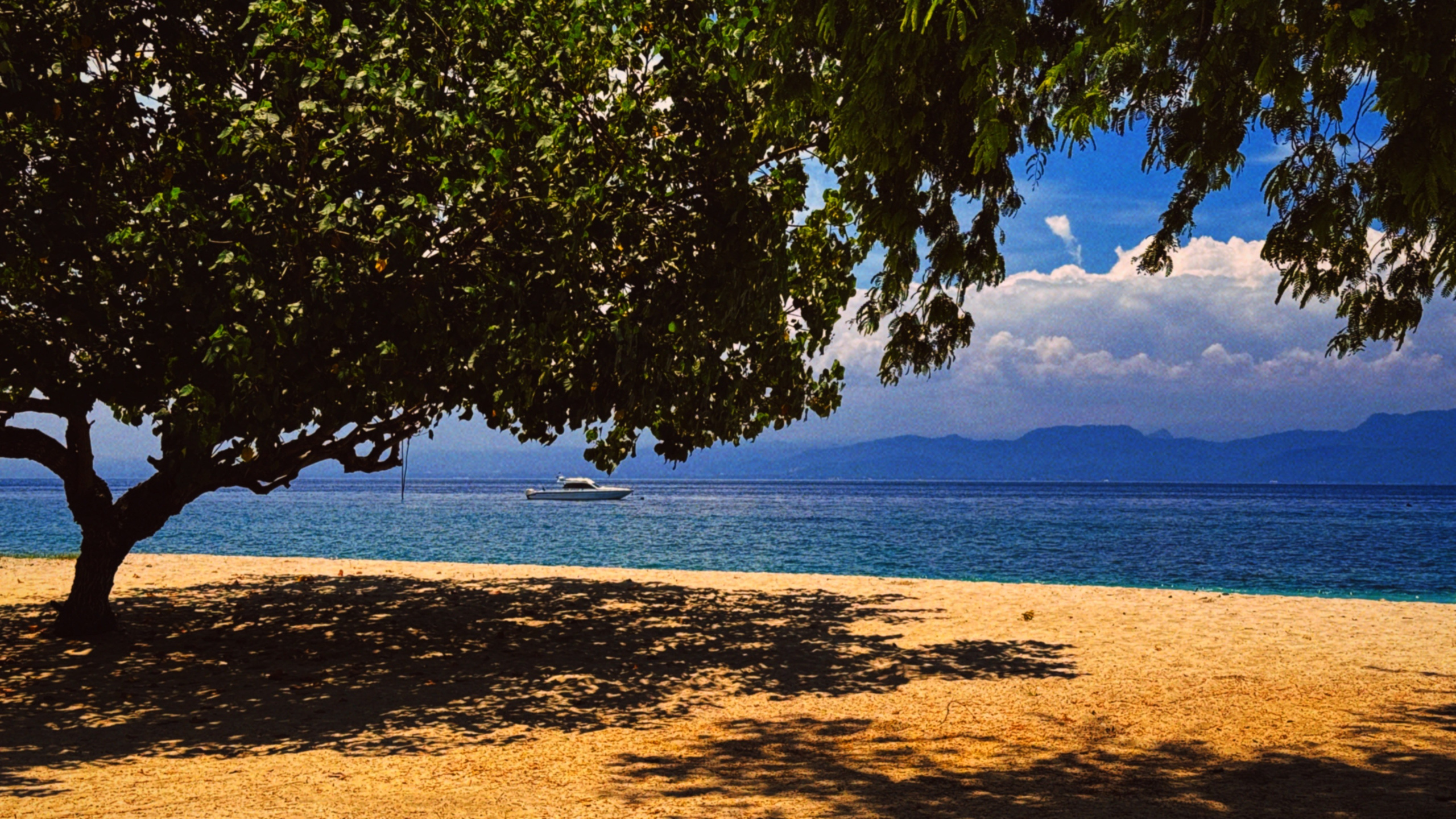 SUN. Виолетта Скрипка