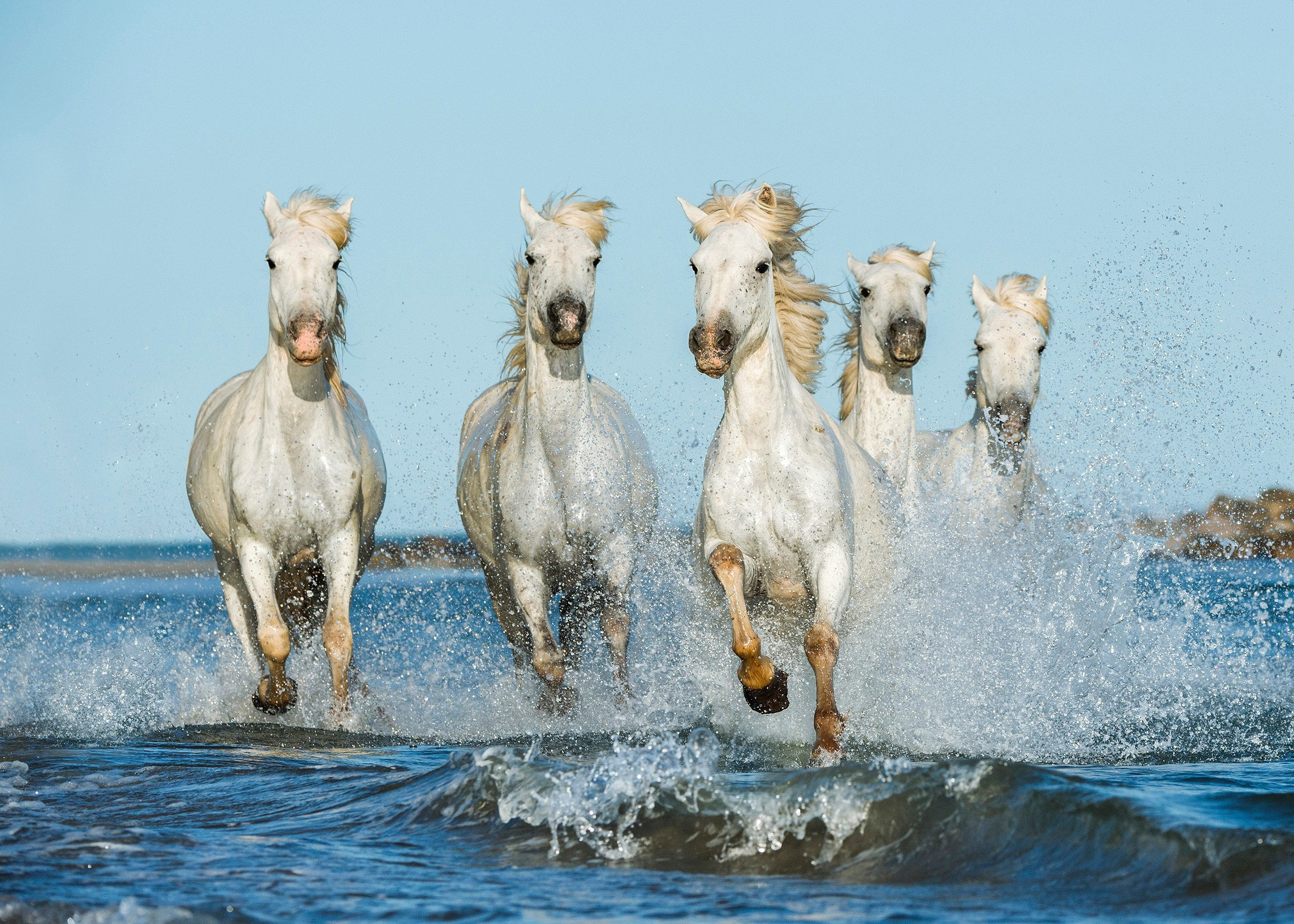 Лана Петрова, фотограф