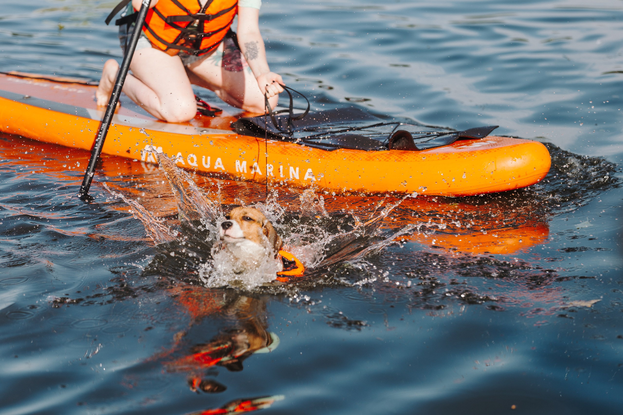 Petshop Sup day. Фотограф анималист Кристина Карпова, Москва