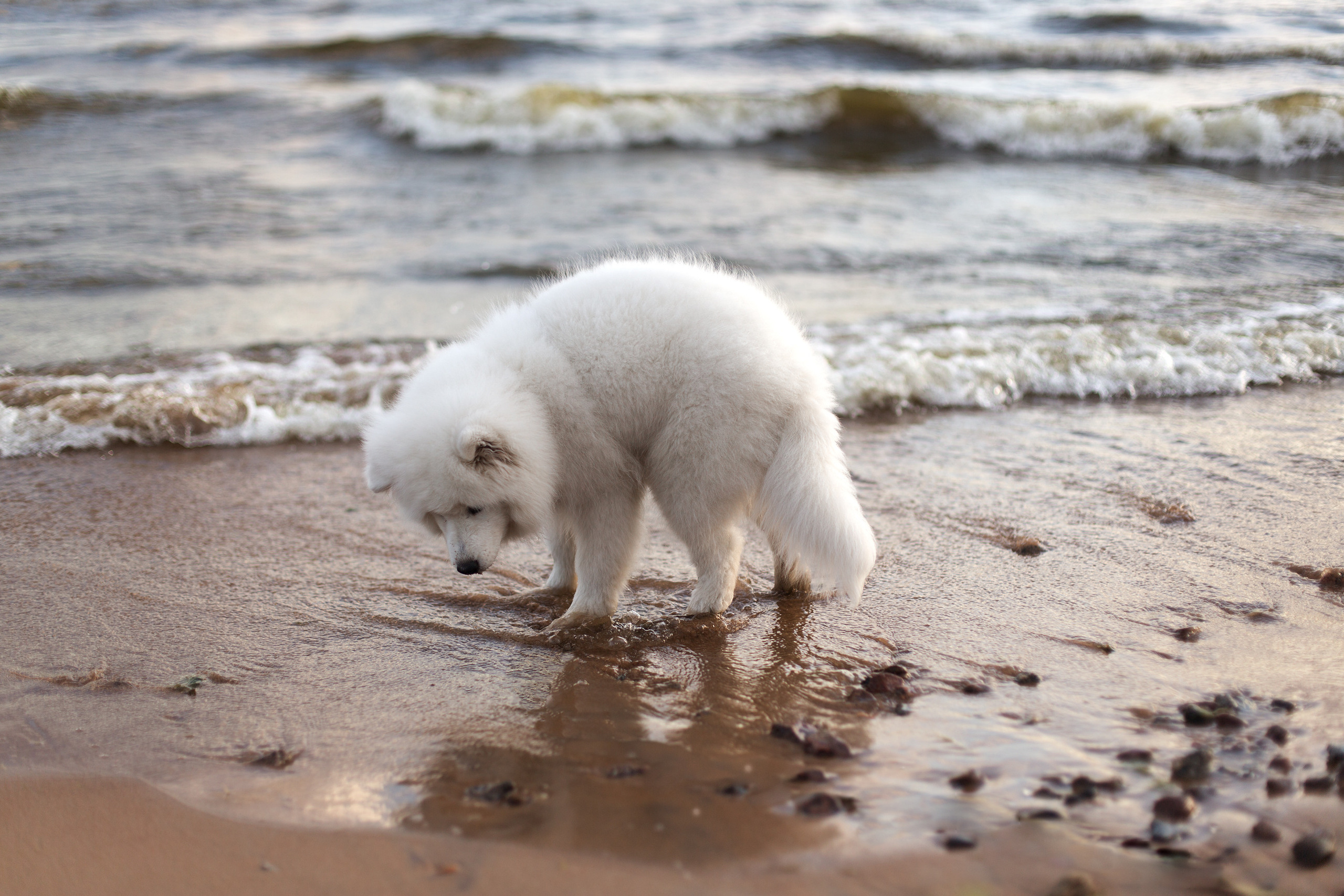 Фотосессия пары на Финском заливе. Свадебный и портретный фотограф в Санкт-Петербурге Надежда Чечулина