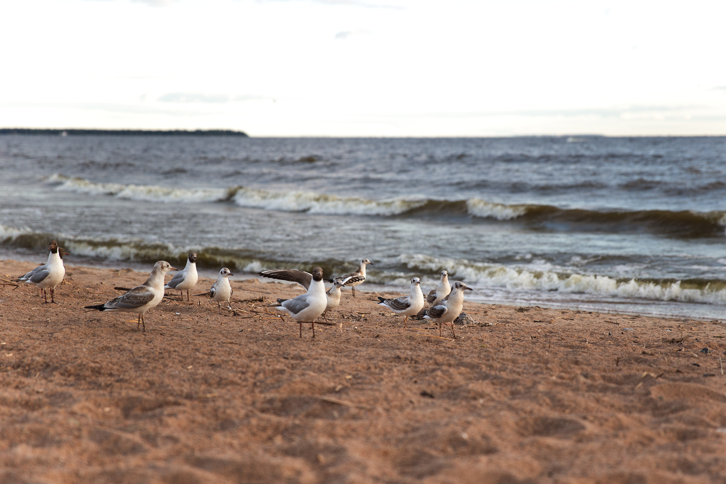 Фотосессия пары на Финском заливе. Свадебный и портретный фотограф в Санкт-Петербурге Надежда Чечулина