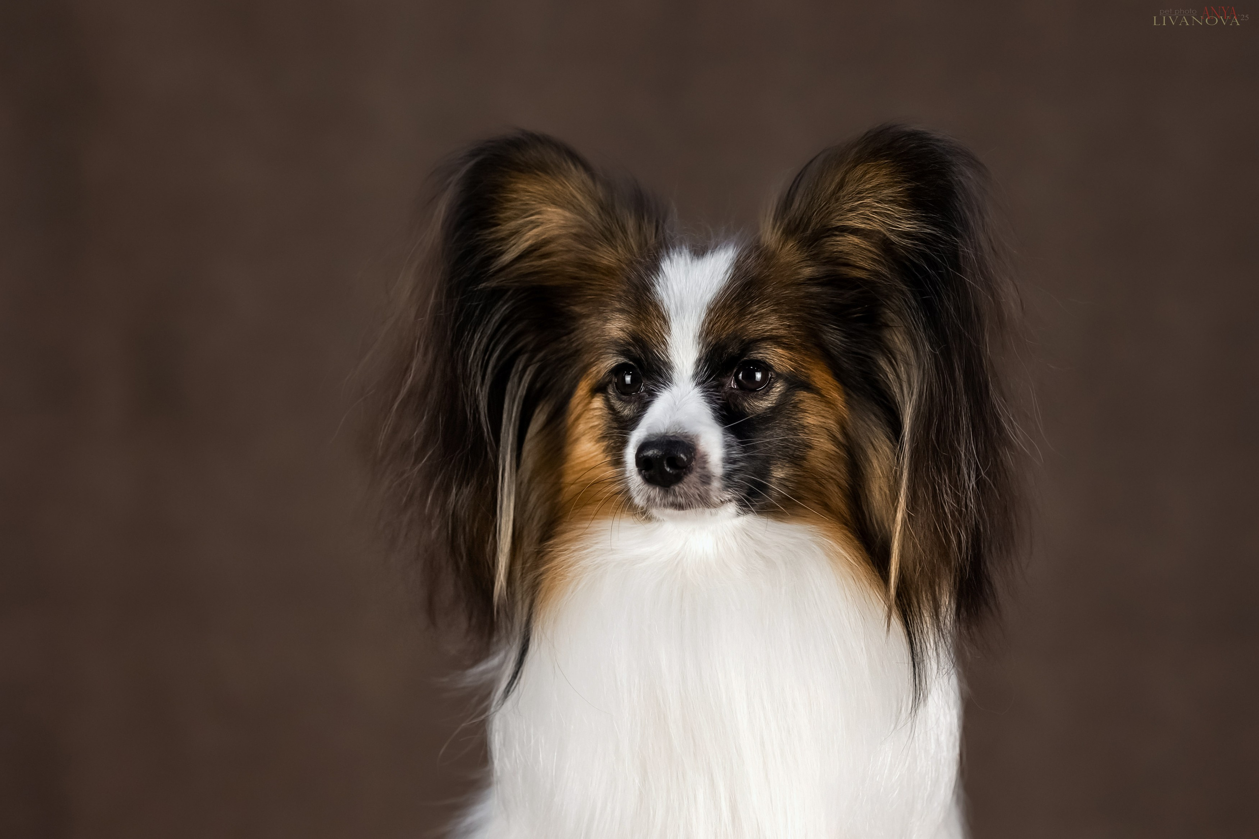 Хьюстон. Фотограф анималист Аня Ливанова | Рыбинск