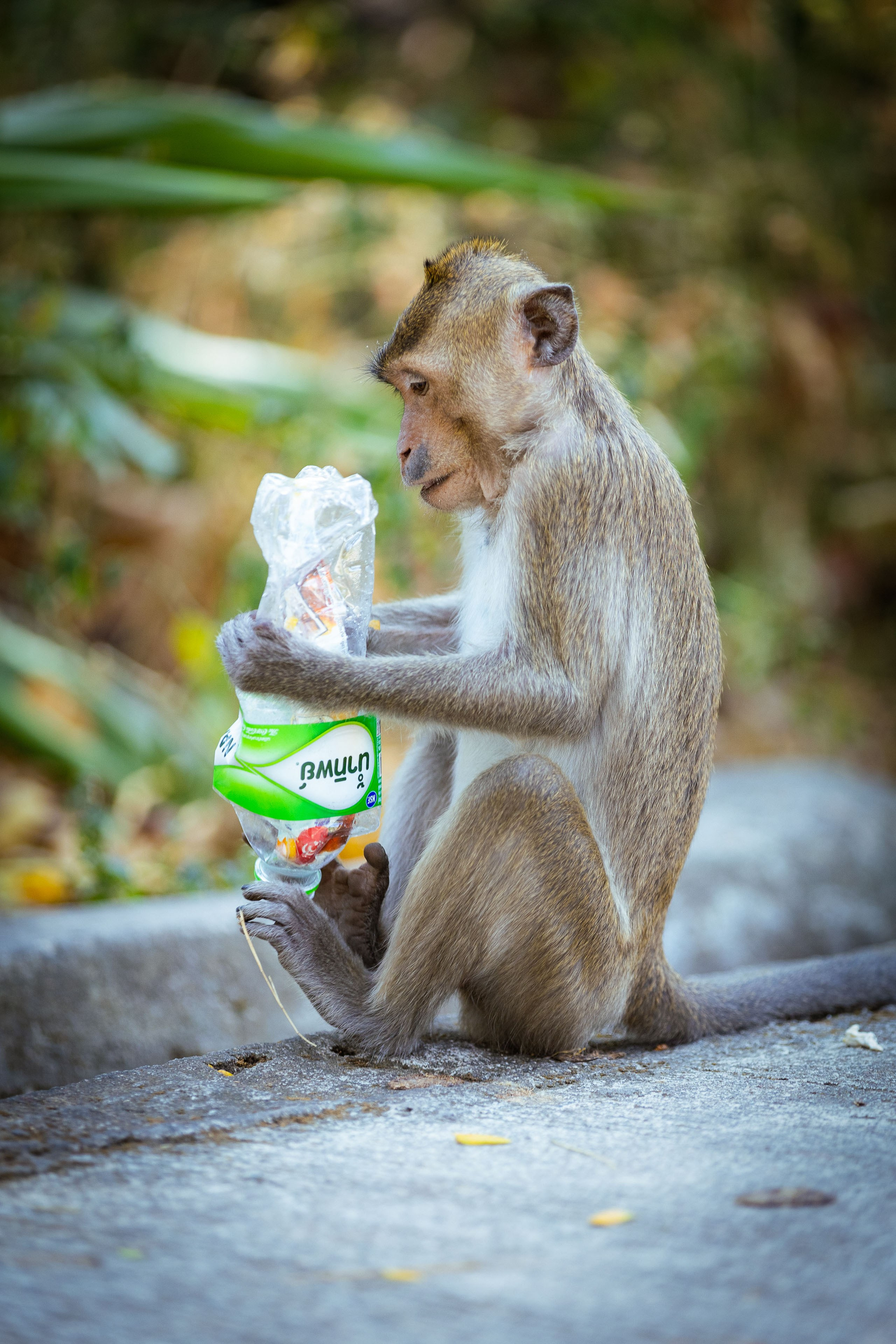 Таиланд (зима 2025). Фотограф Виноградов Константин