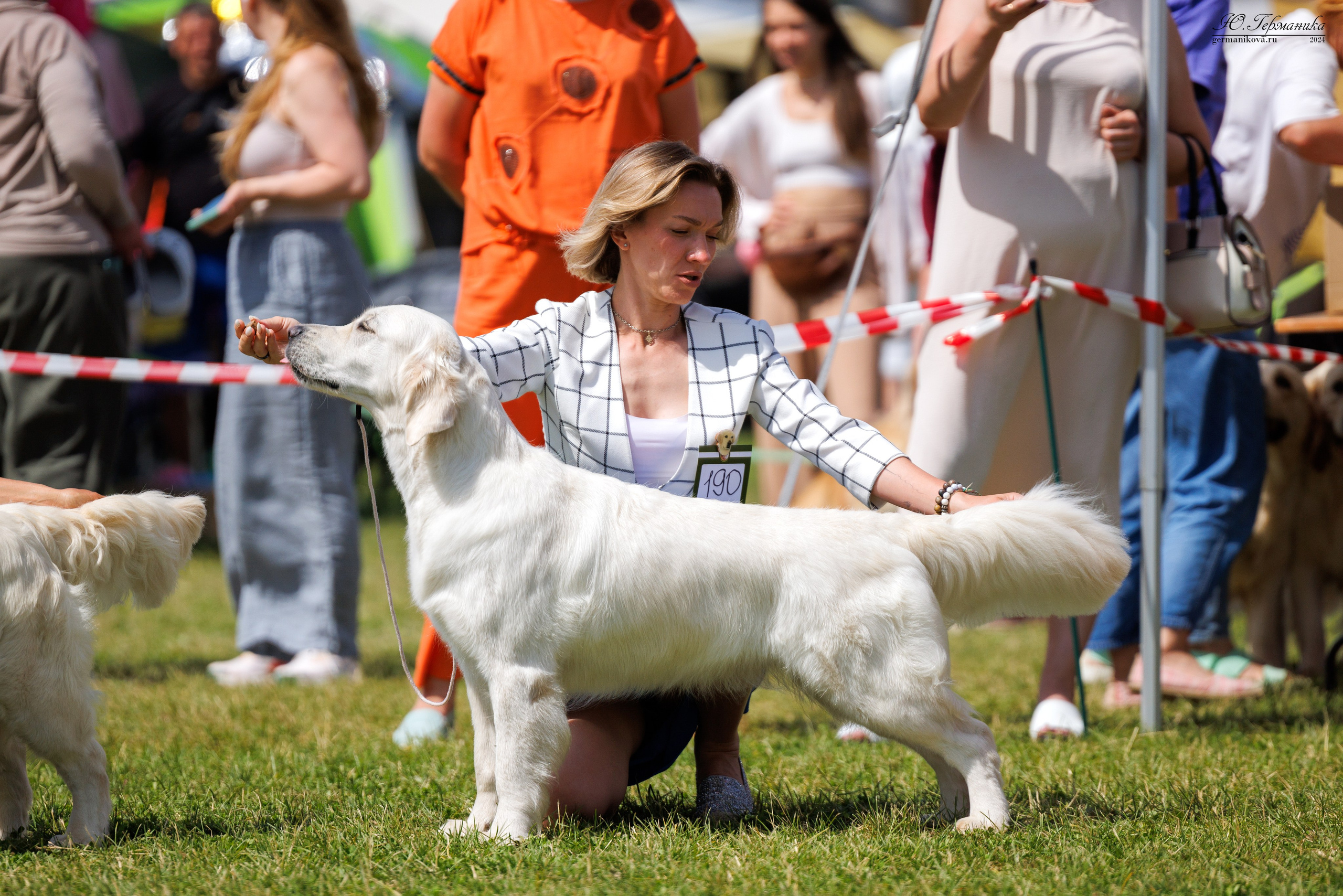 Голдены 15-16.06.2024. Фотограф-анималист Юлия Германика