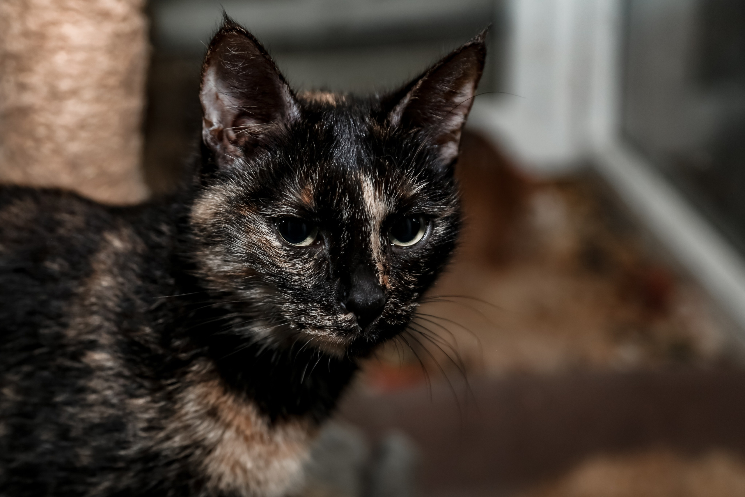 Приют Кошкин Дом Филимоша. Ваш фотограф в Оренбурге Рощупкина Екатерина