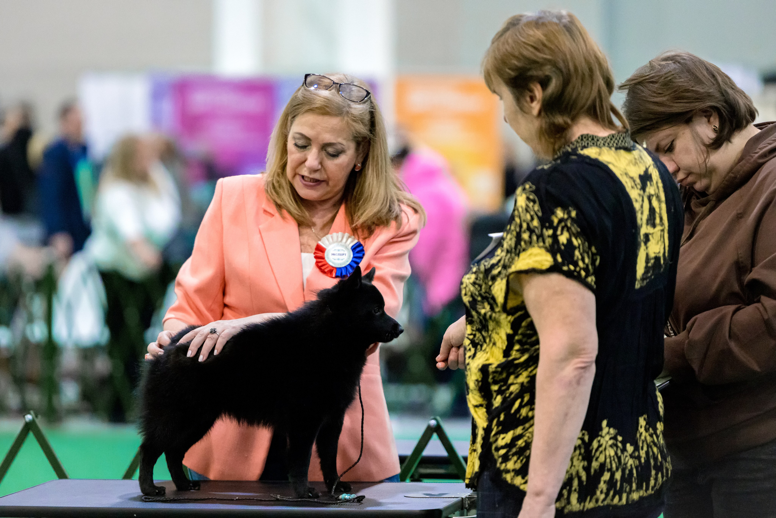 Крокус 3,9 и 10.12.2023. Фотограф-анималист Юлия Германика