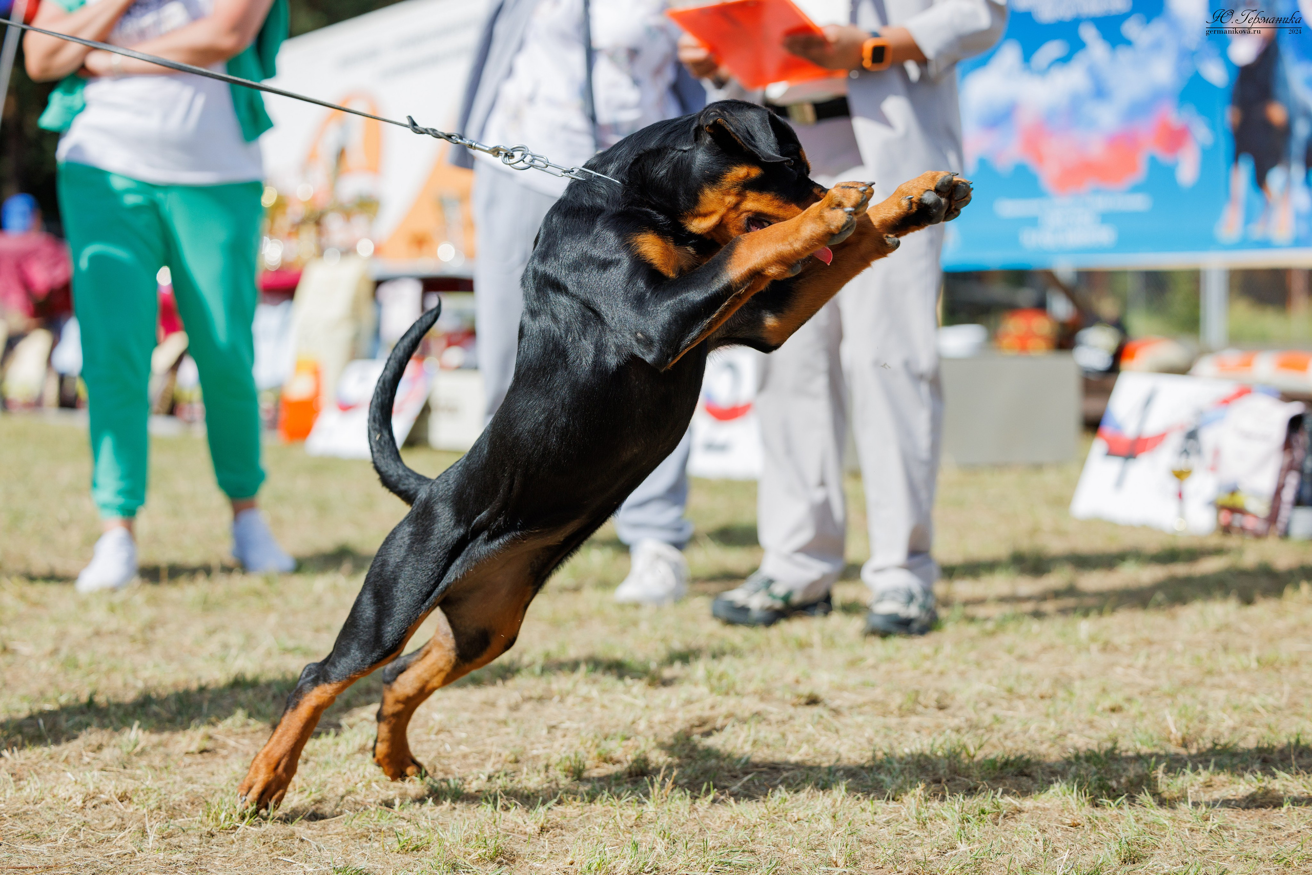 ПК и КЧК ротвейлеры Тверь 6-7.07.2024. Фотограф-анималист Юлия Германика