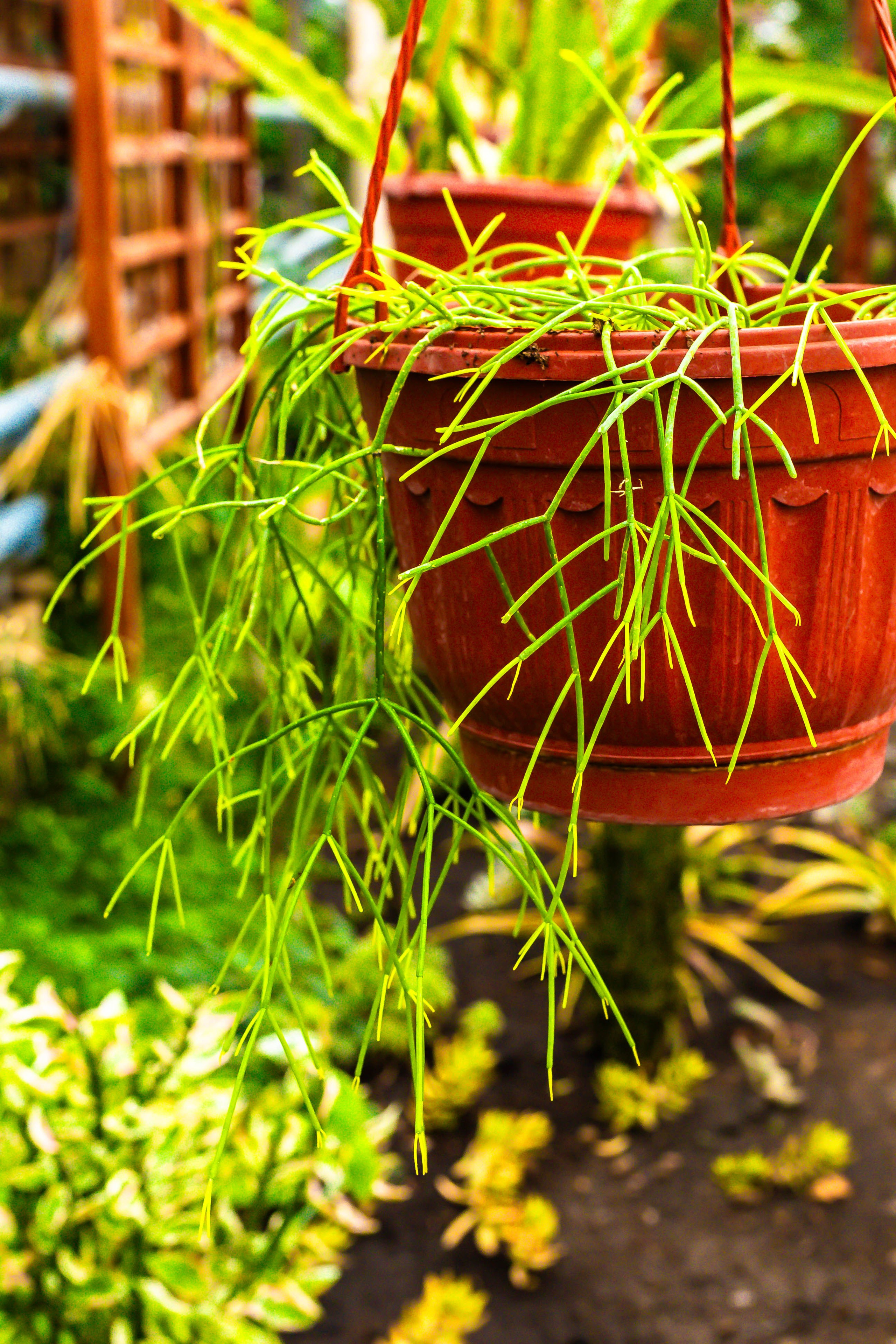 Фотографии природы Липецка. Свадебный и семейный фотограф Виолетта в Липецке