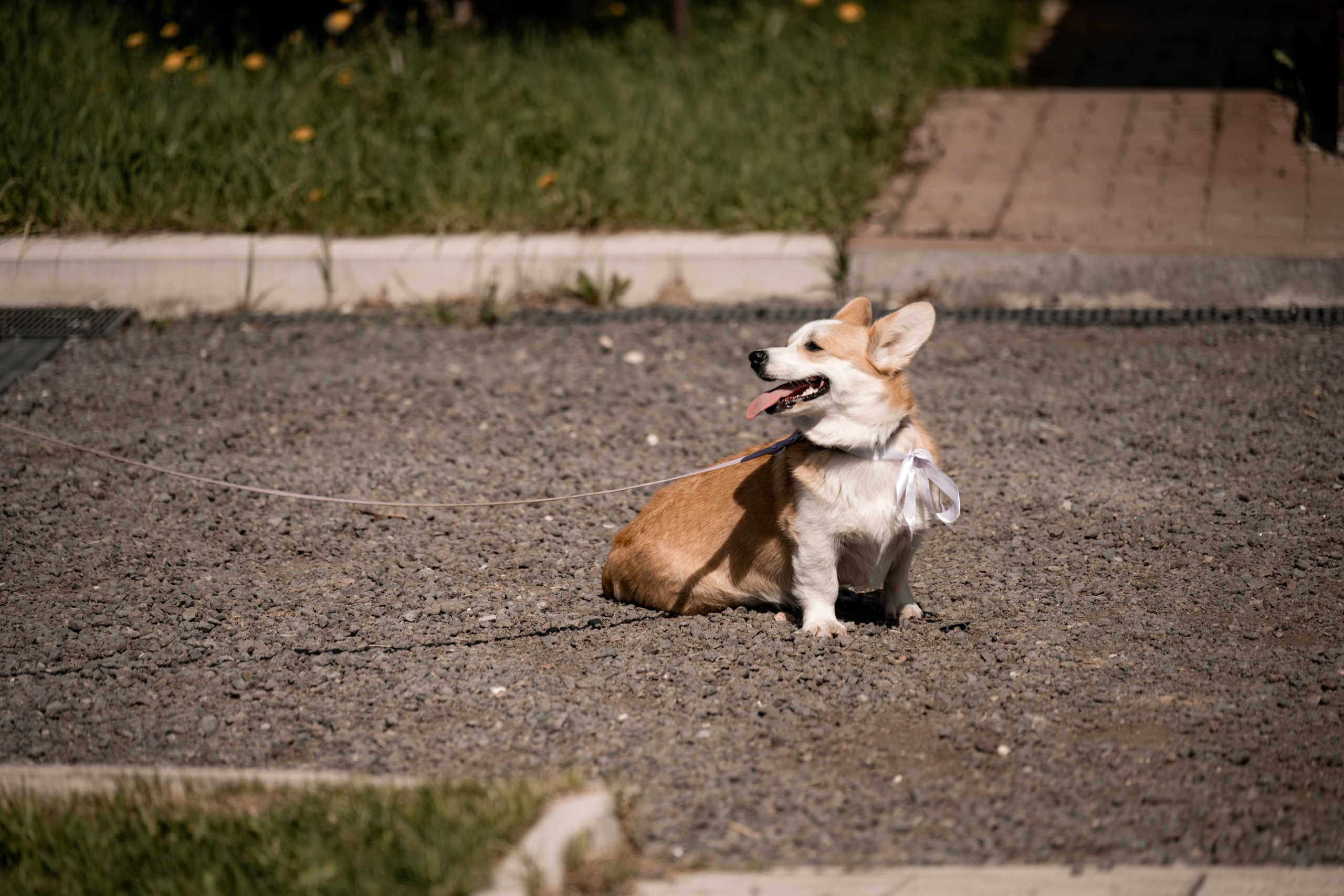 2024. Дима и Маша. Свадебный и семейный фотограф в Москве и Европе Евгения Амелина