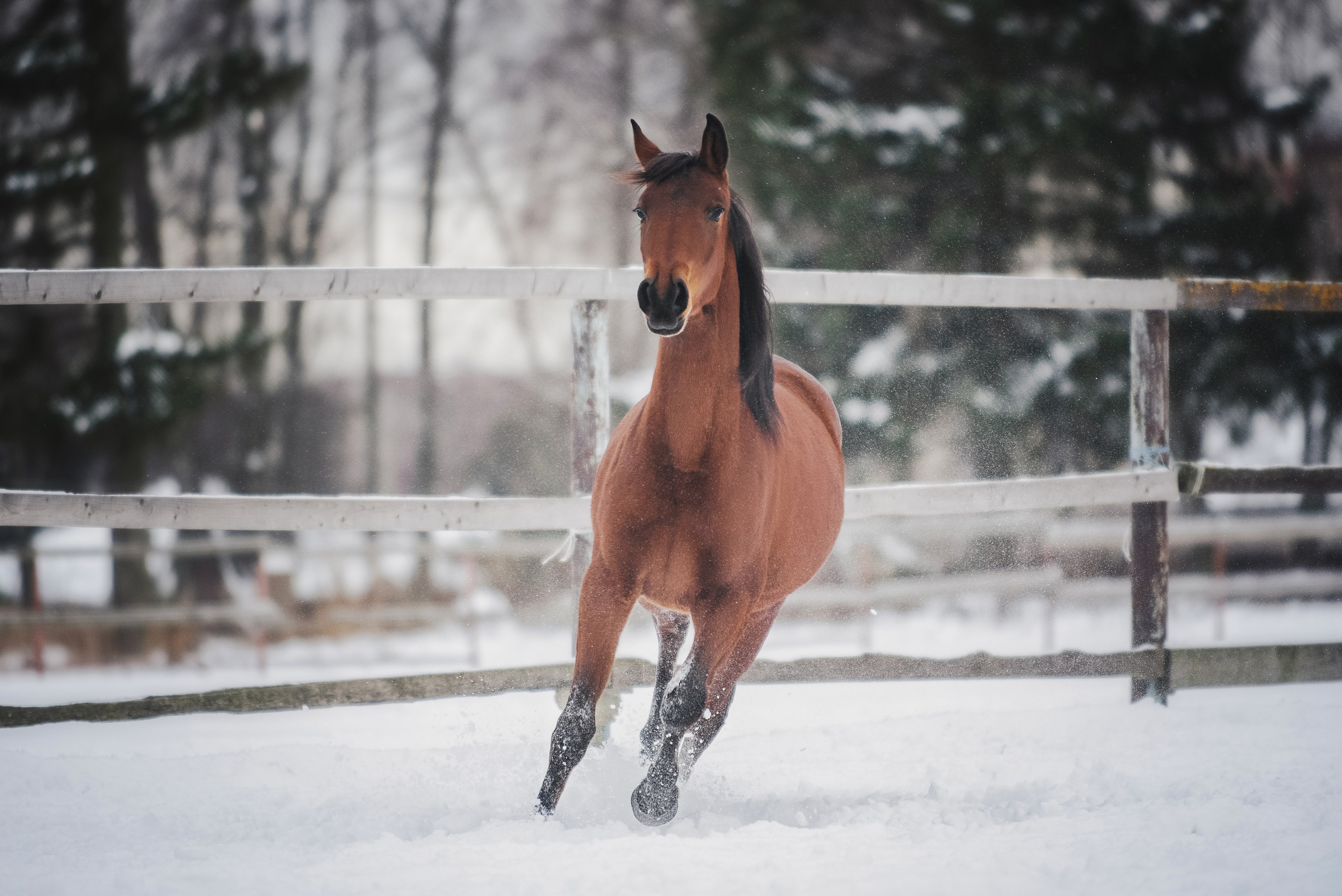 Дестини. Куракина Дарья • Конный фотограф