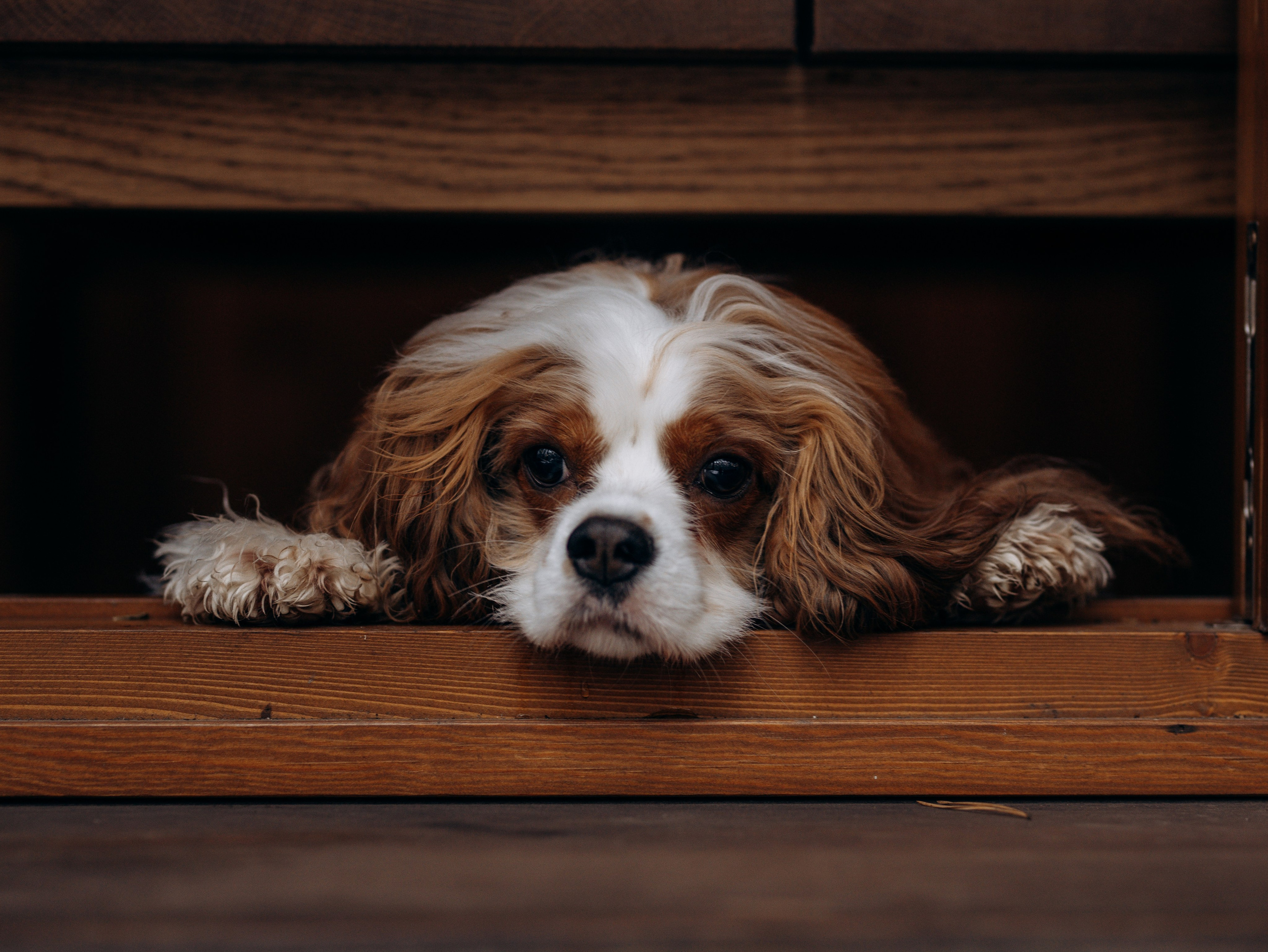 Дарси и Маша. Фотограф-анималист в Москве Кириллова Татьяна