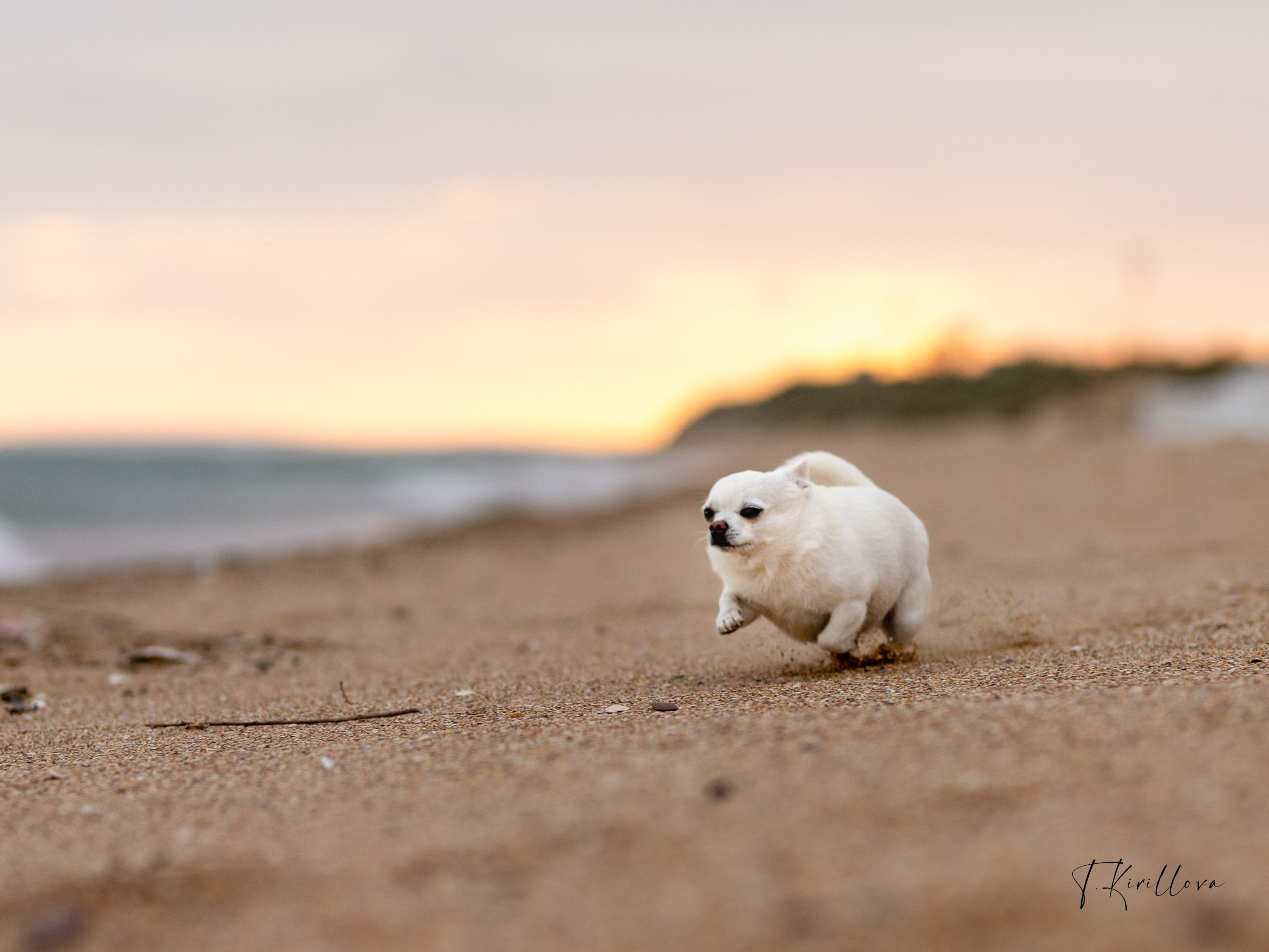 Зефир и Алена. Фотограф-анималист в Москве Кириллова Татьяна