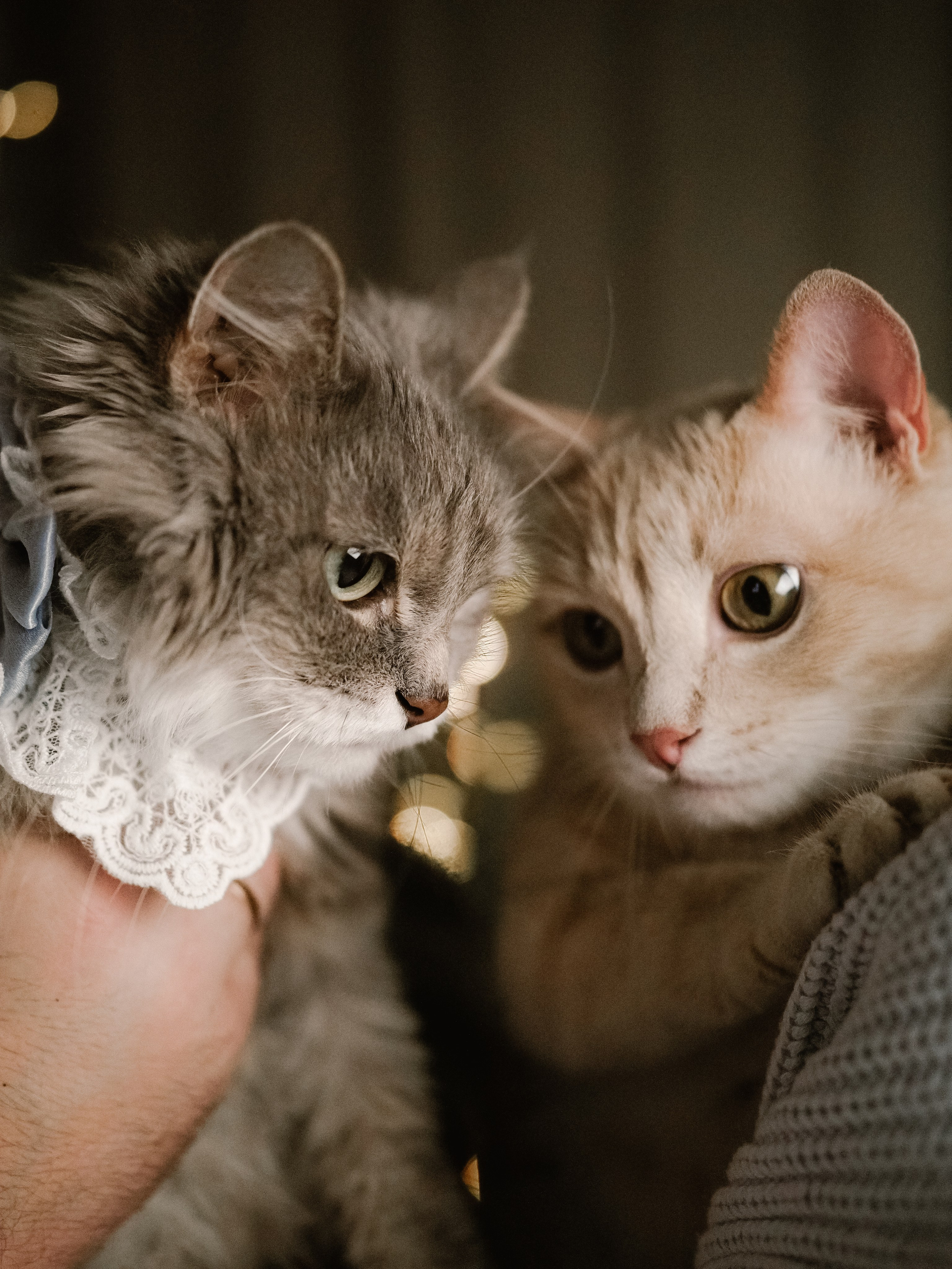 Mrrrr christmas. Фотограф Рязань. Семейный Свадебный фотограф