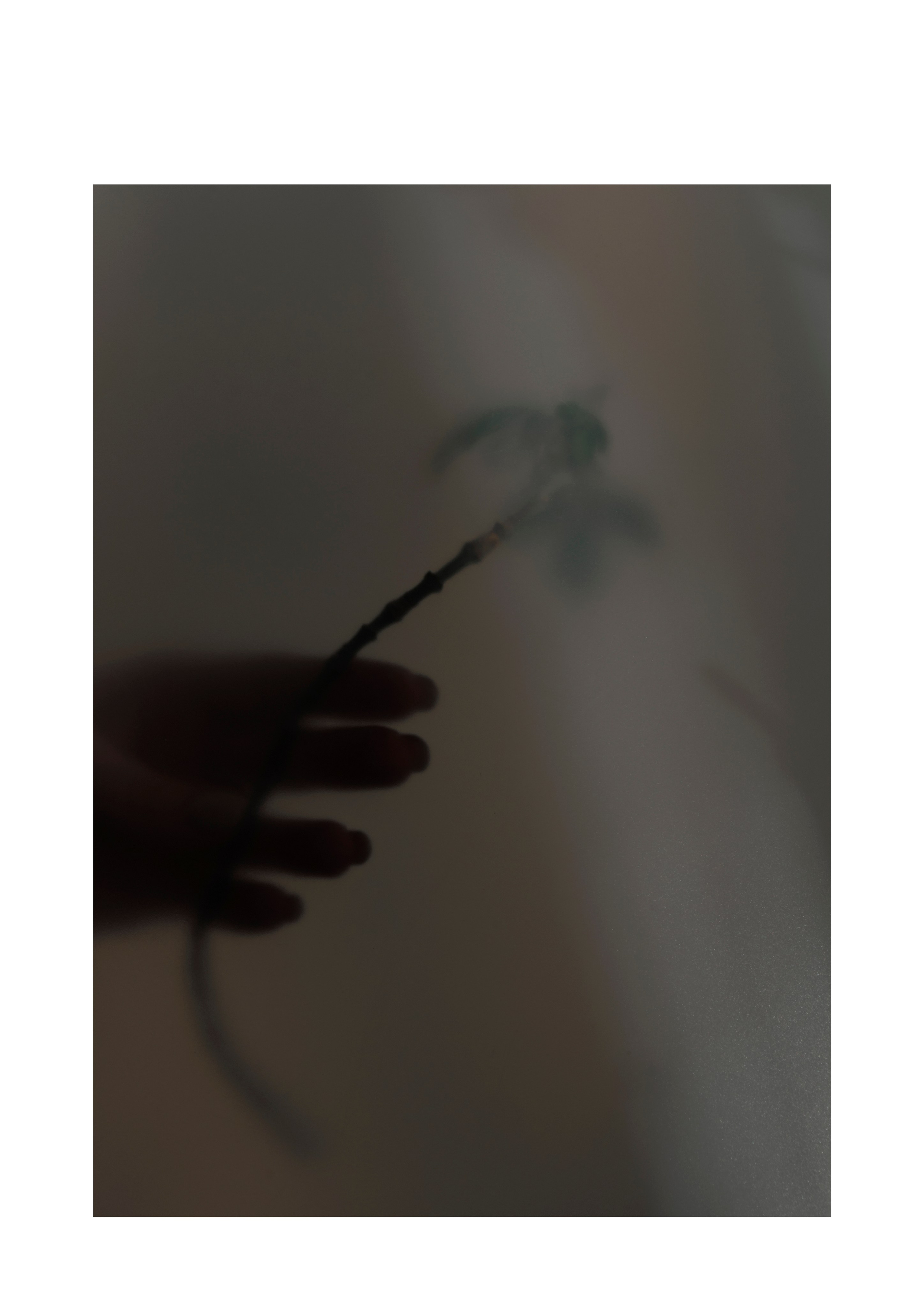 Я приношу к себе лес я себя приношу в лес. Алиса Косарева