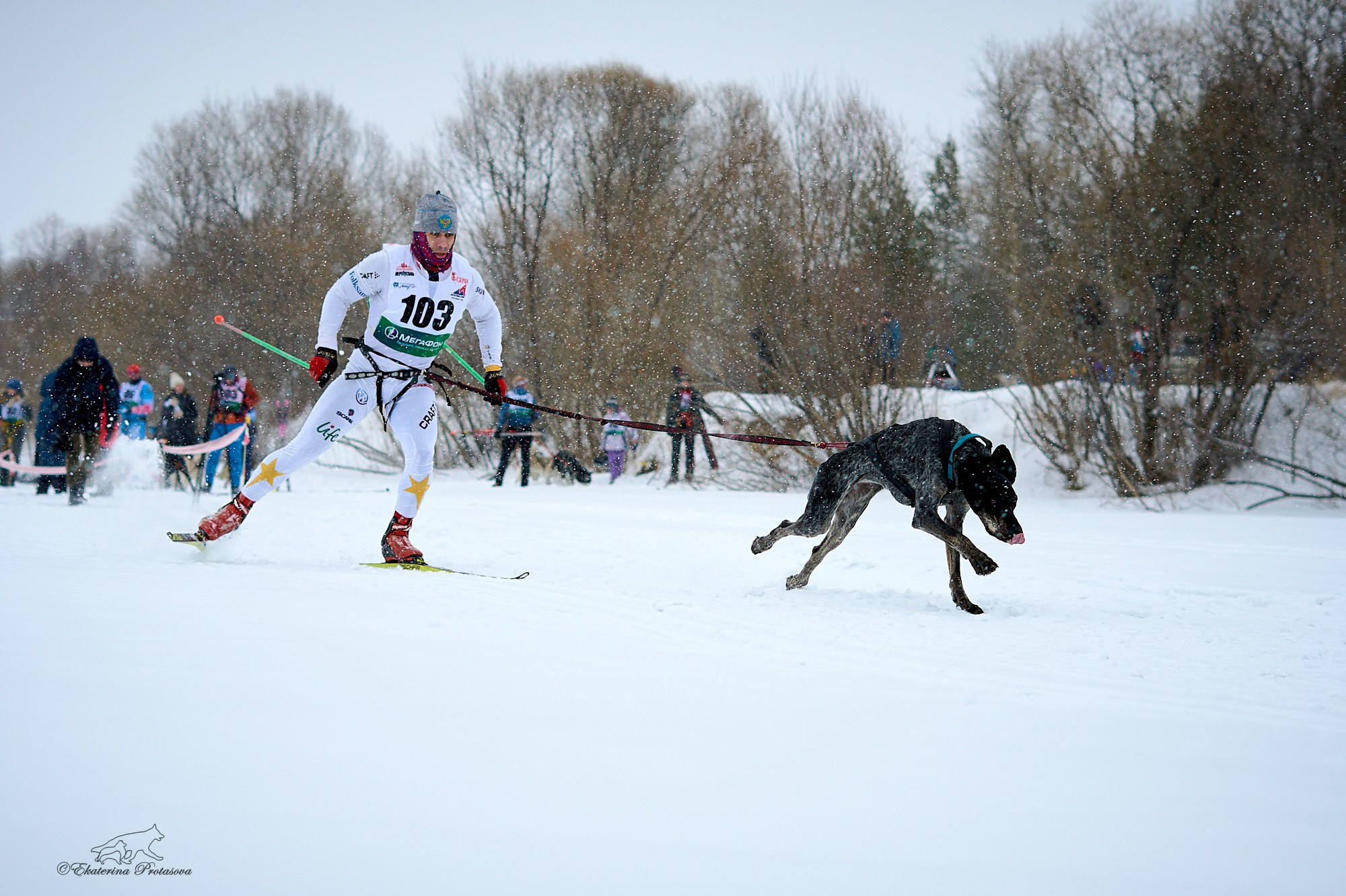Соревнования по скиджорингу. Фотограф-анималист в Иркутске