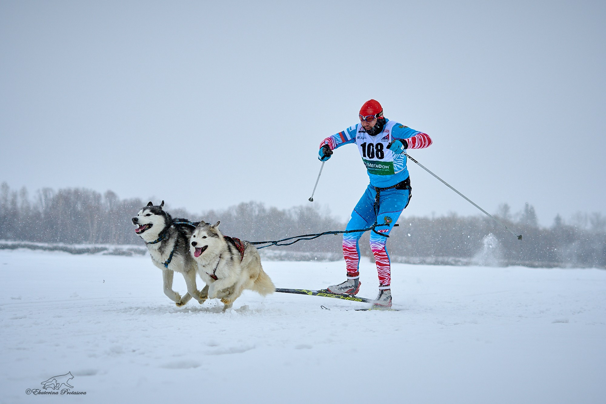 Соревнования по скиджорингу. Фотограф-анималист в Иркутске