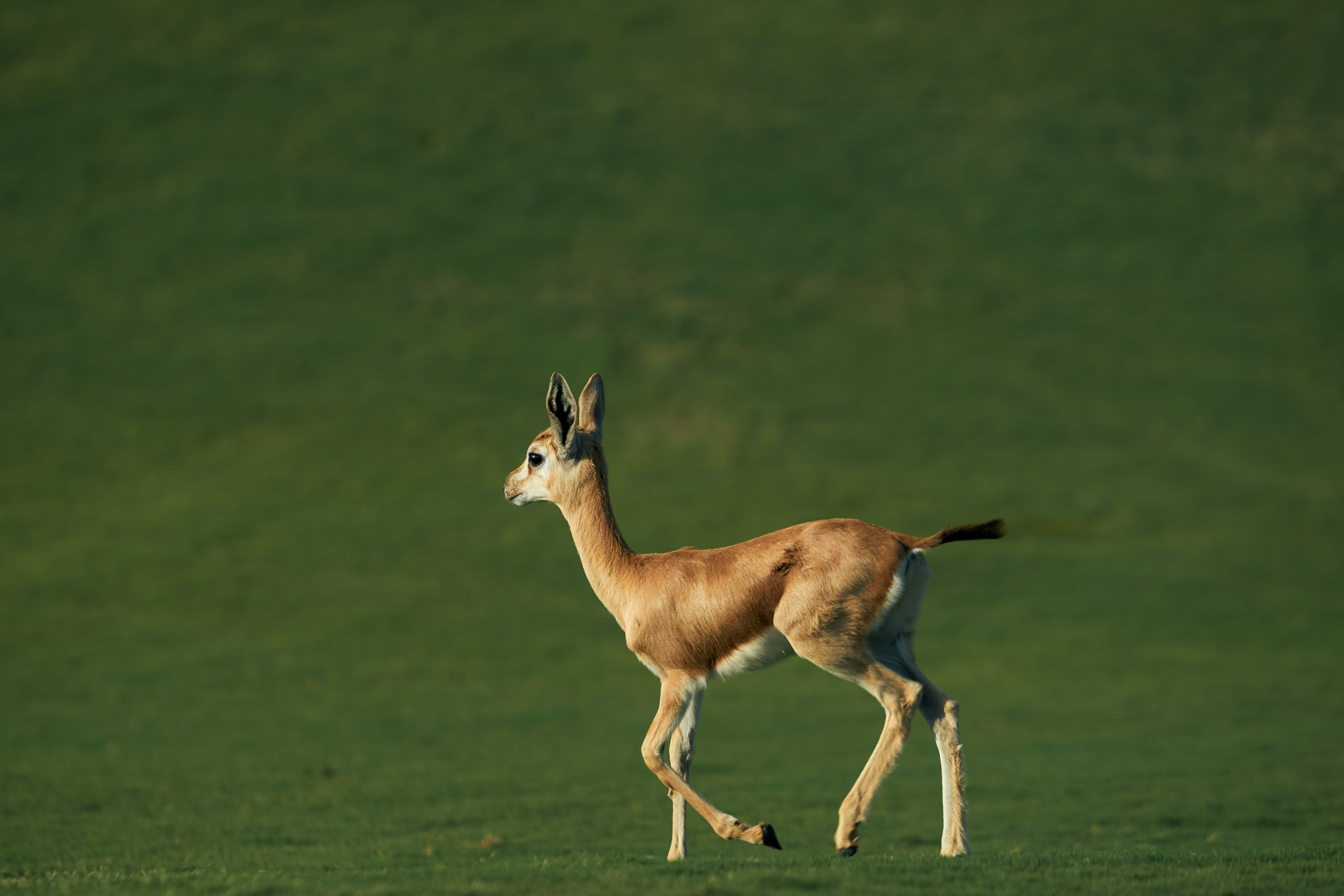 UAE GOLF. Фотограф Наталья Леонова
