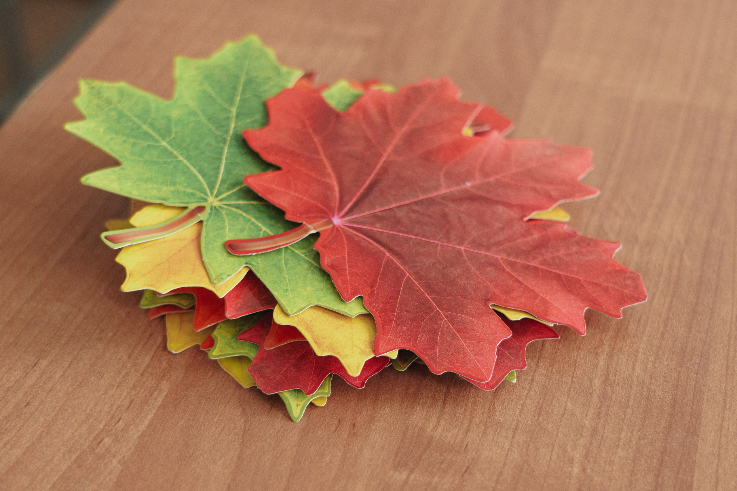 1 сентября 2024. Фотограф Дарья Локотко в Красноярске