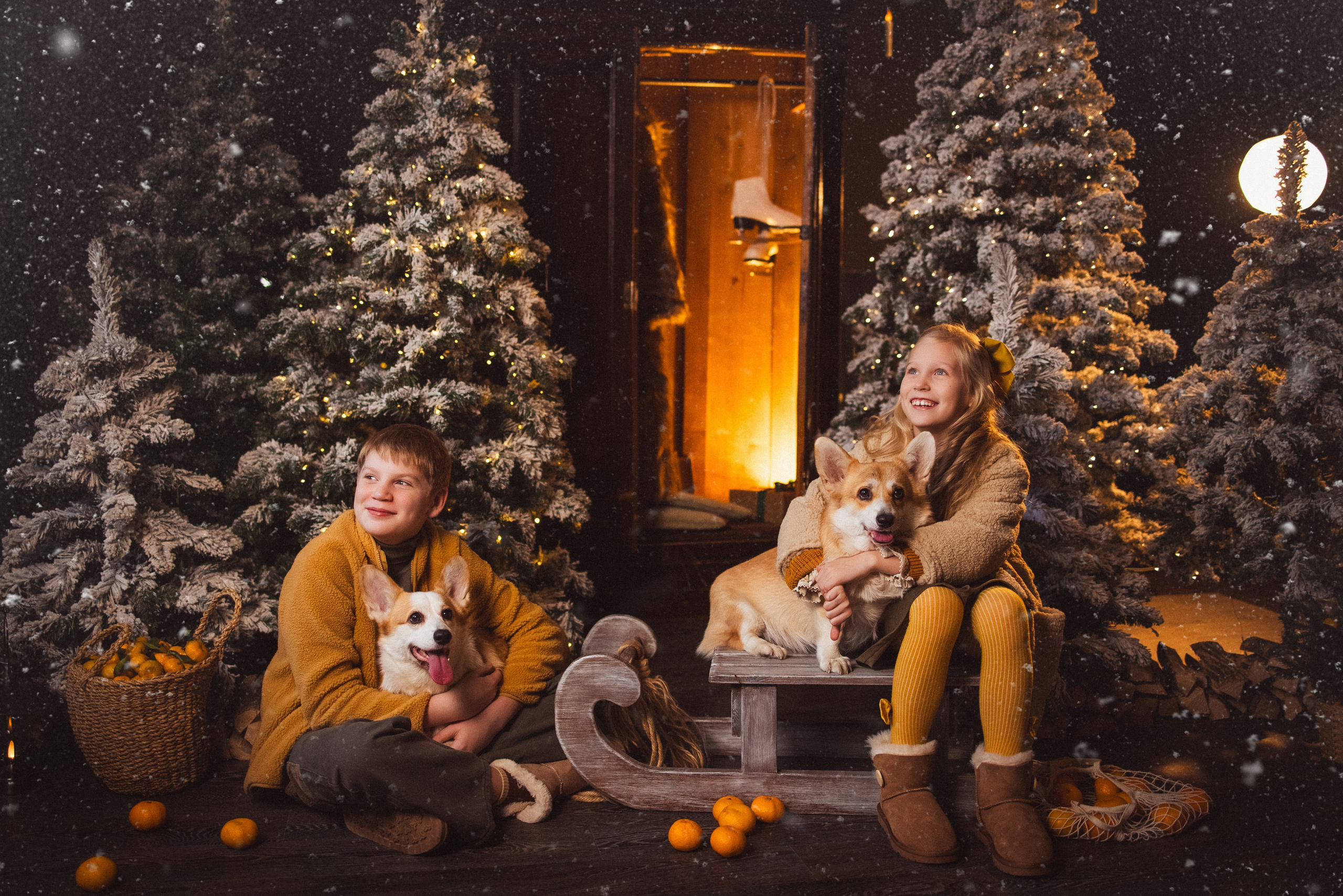 Фотосессия с собачками Корги в зимних декорациях фотостудии «Майя», город Краснодар. Семейный и детский фотограф в Краснодаре Анна Трашкова