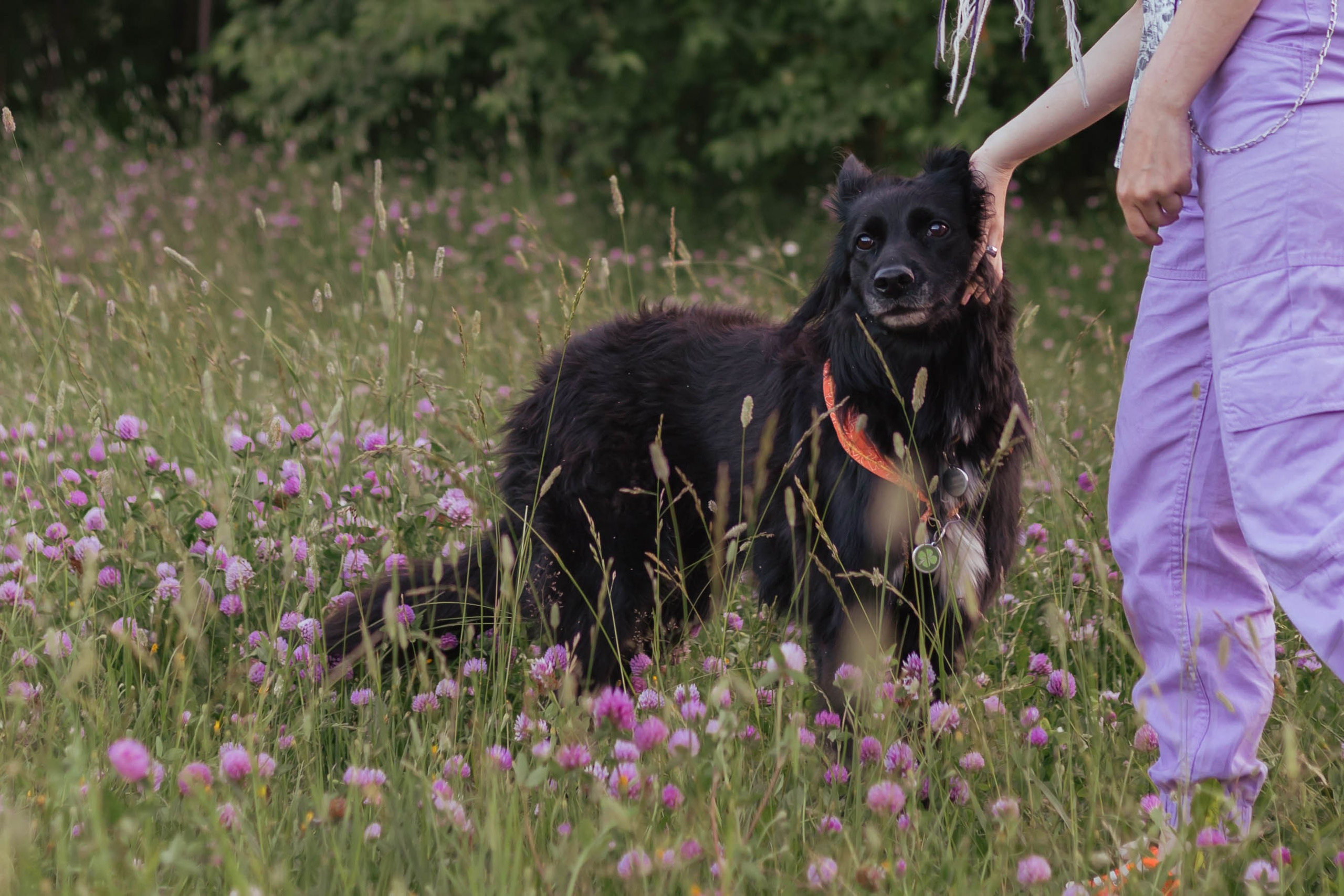Александра и Грэмпи. Свадебный и семейный фотограф в Сургуте и ХМАО Черепанова Наталья
