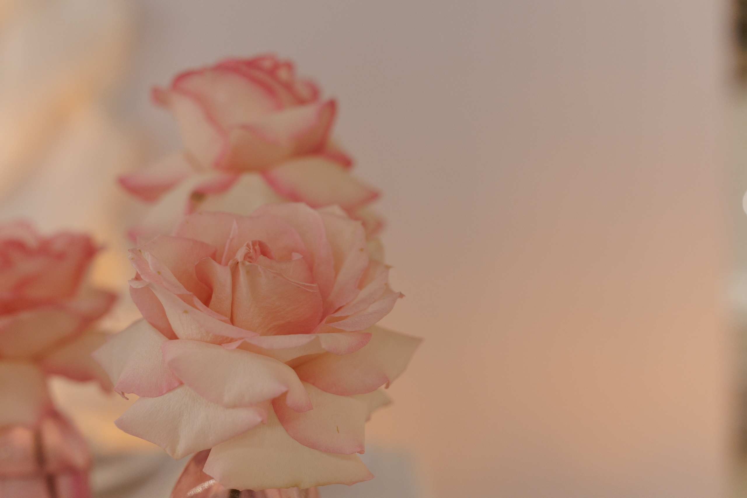 Владислав и Елизавета. Свадебный фотограф