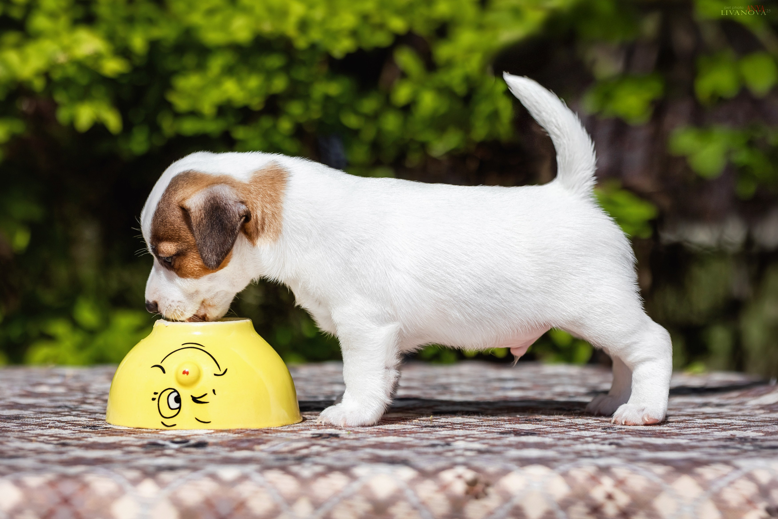 ДРТ. Фотограф анималист Аня Ливанова | Рыбинск
