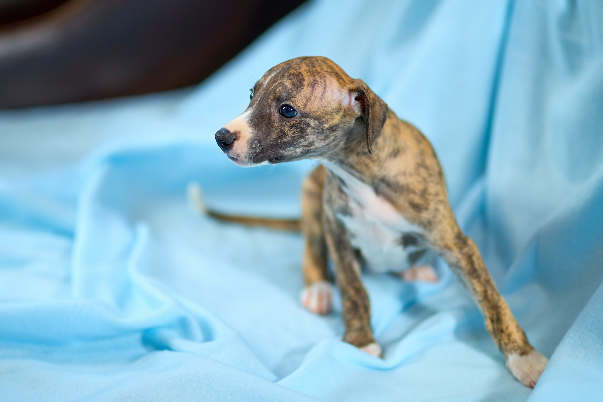 Фотосъёмка собак. Свадебный, школьный (детсадовский) и семейный фотограф в Коврове и Владимирской области