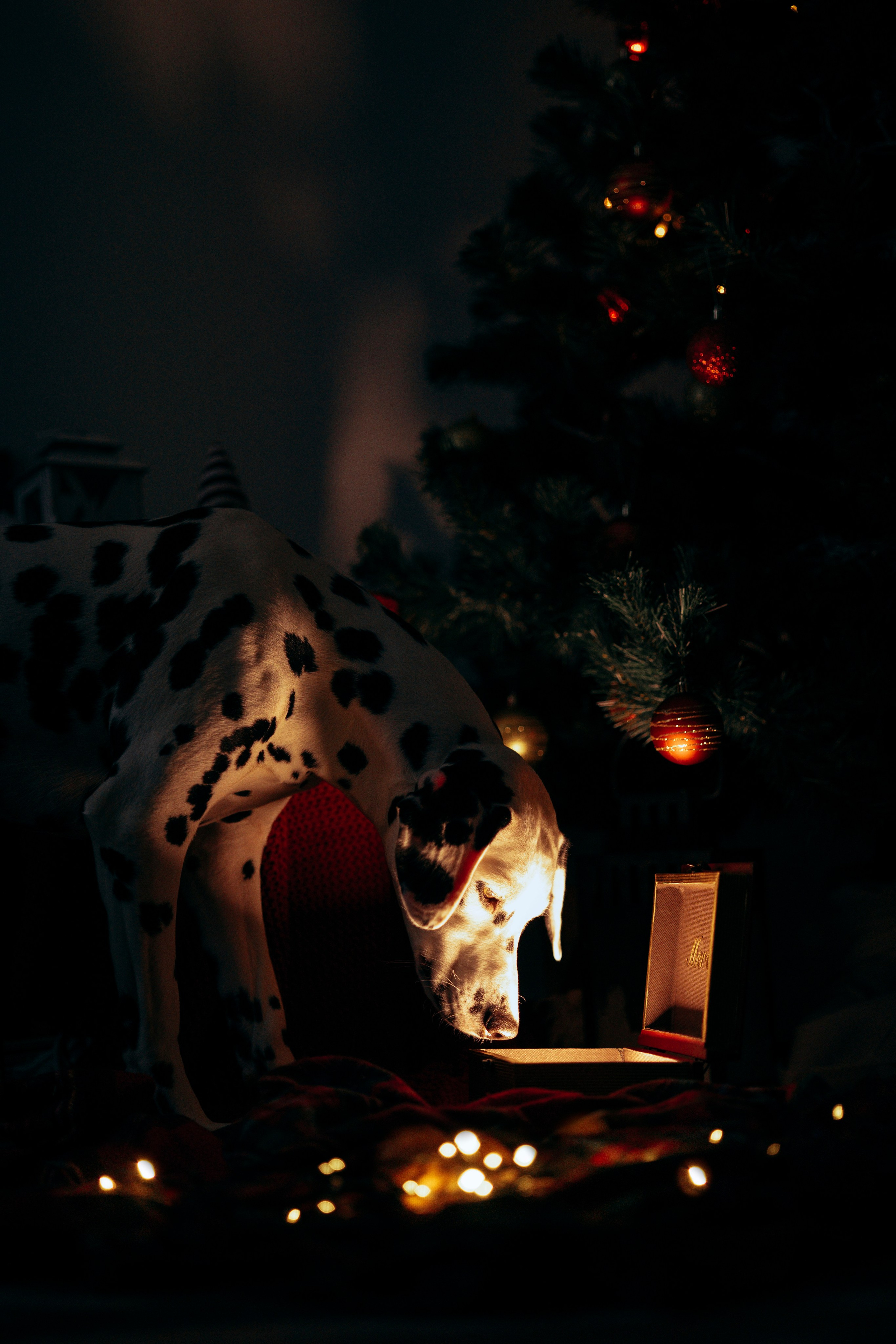 Новогодняя съемка с собакой. Анастасия Белаш